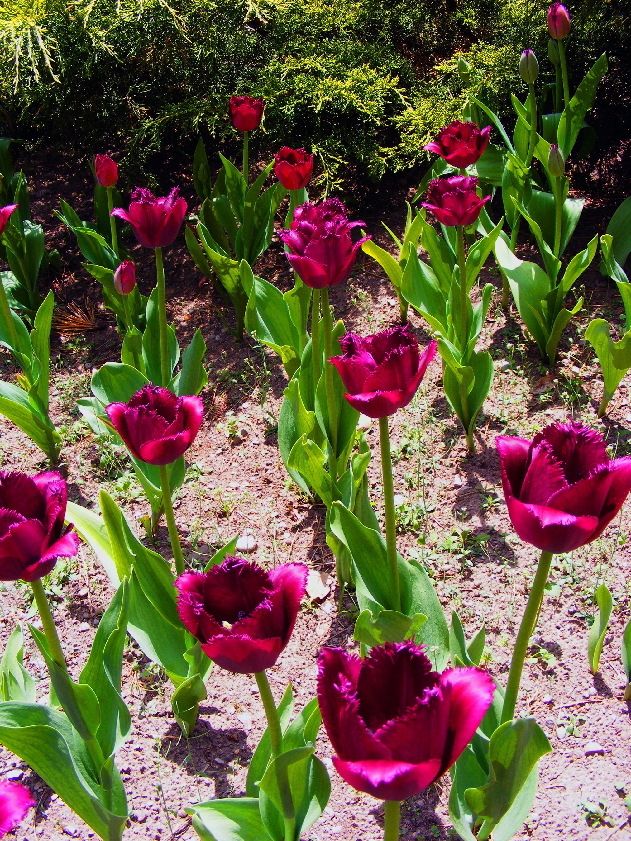 Deep red fringed tulips in a garden bed HD Phone Wallpaper
