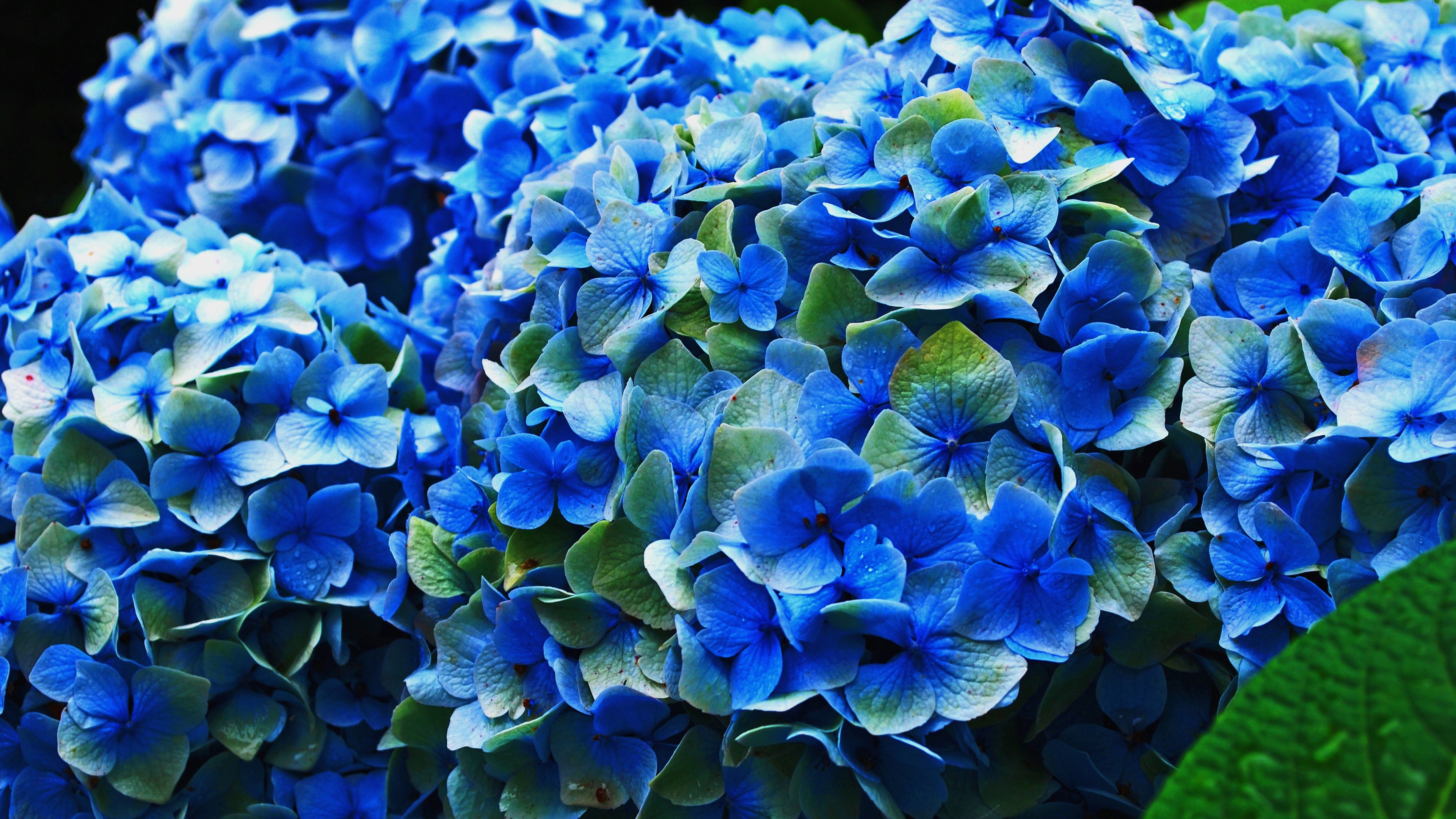 4K Closeup Hydrangea Black Background Blue HD Wallpaper Rare Gallery