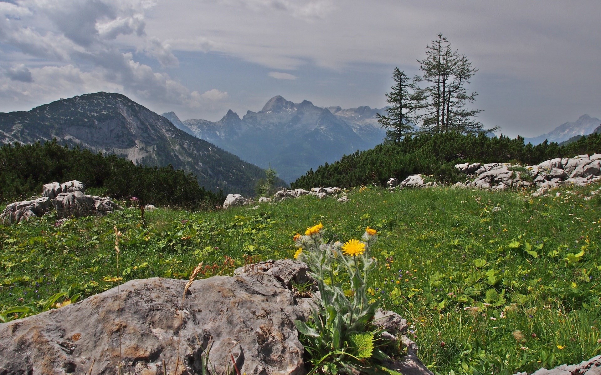 Mountain landscape with wildflowers and rocky terrain HD Wallpaper