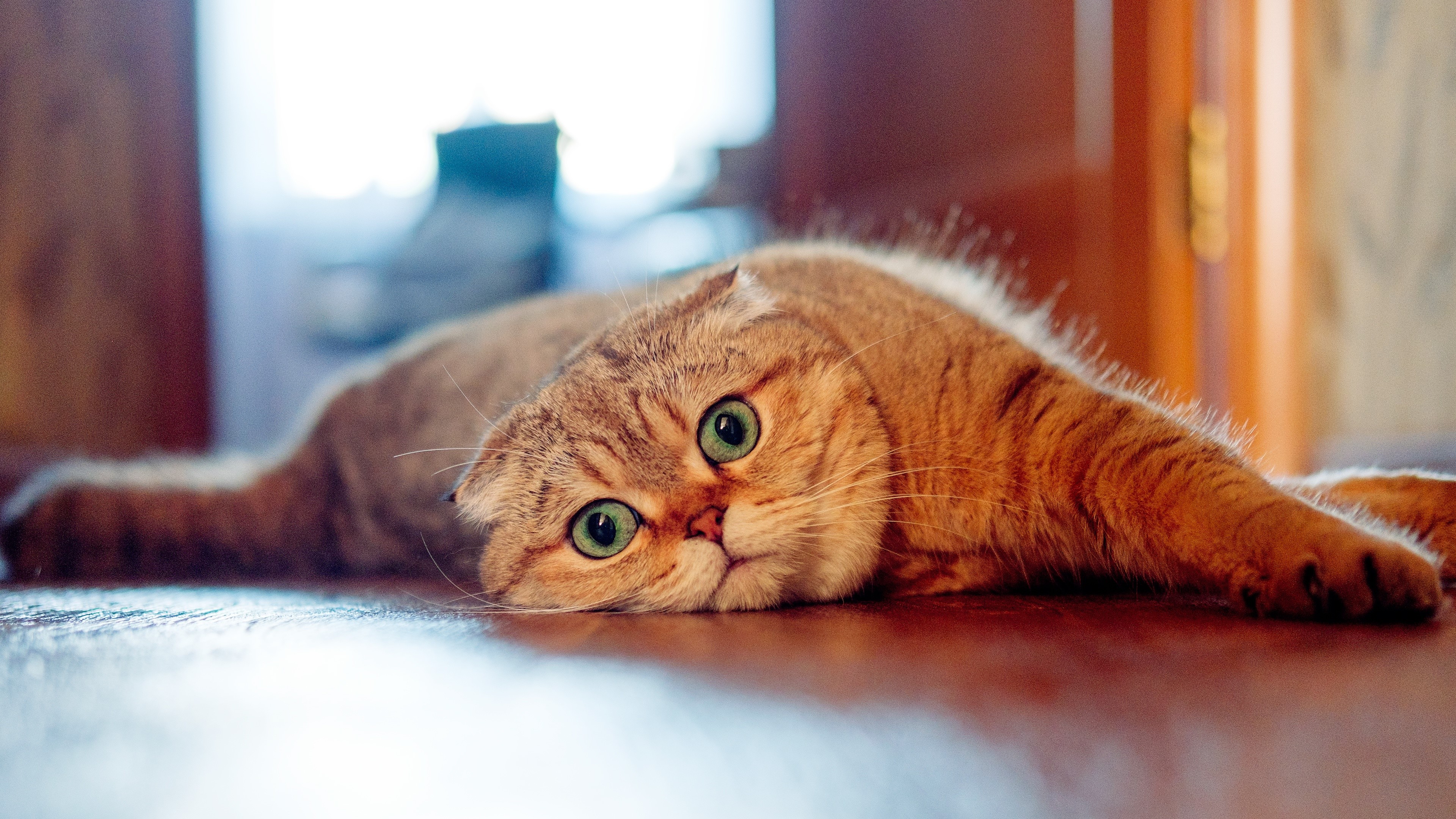 Scottish Fold Cat Lying Down HD Wallpaper