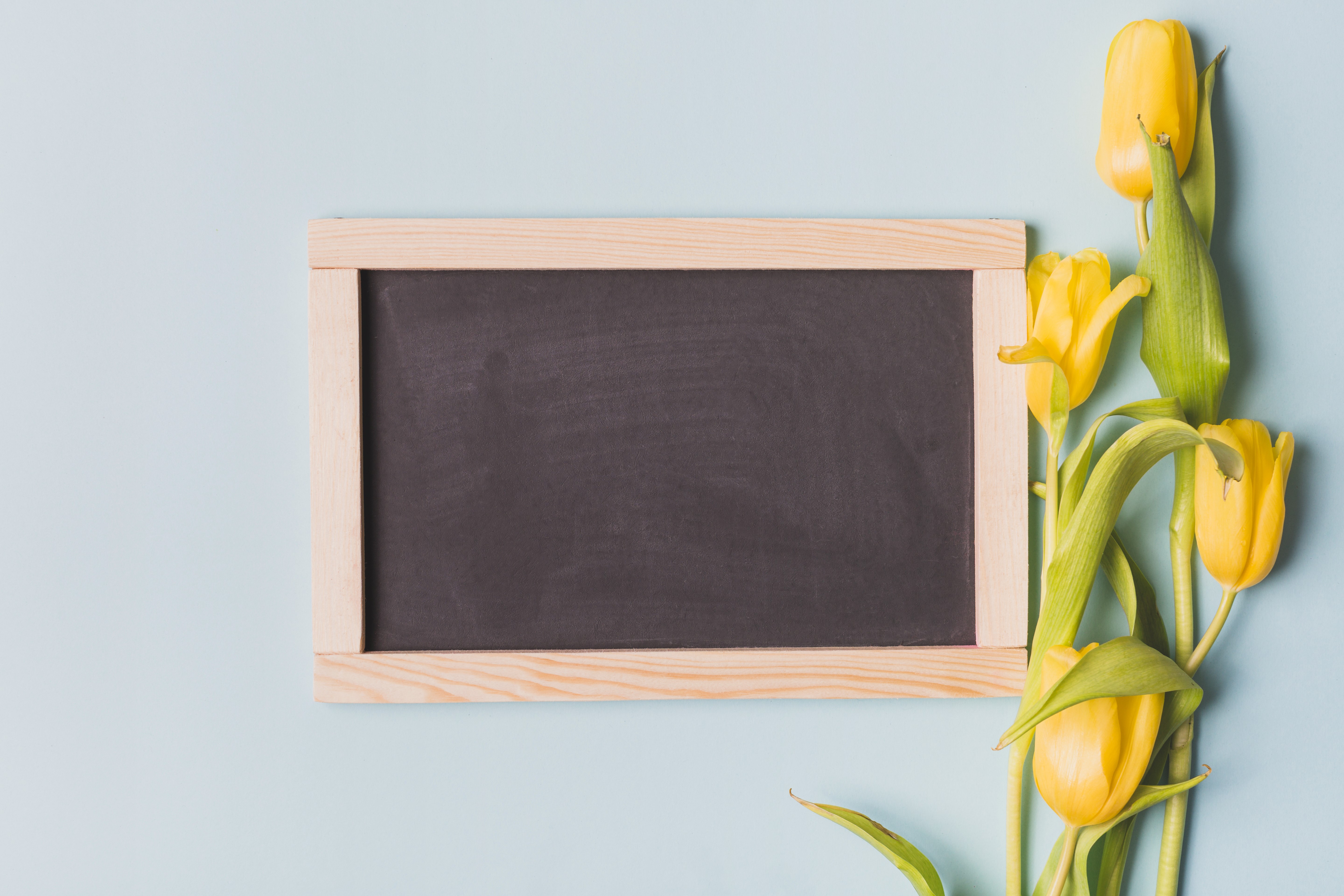 Yellow Tulips and Blackboard on Blue Background HD Wallpaper