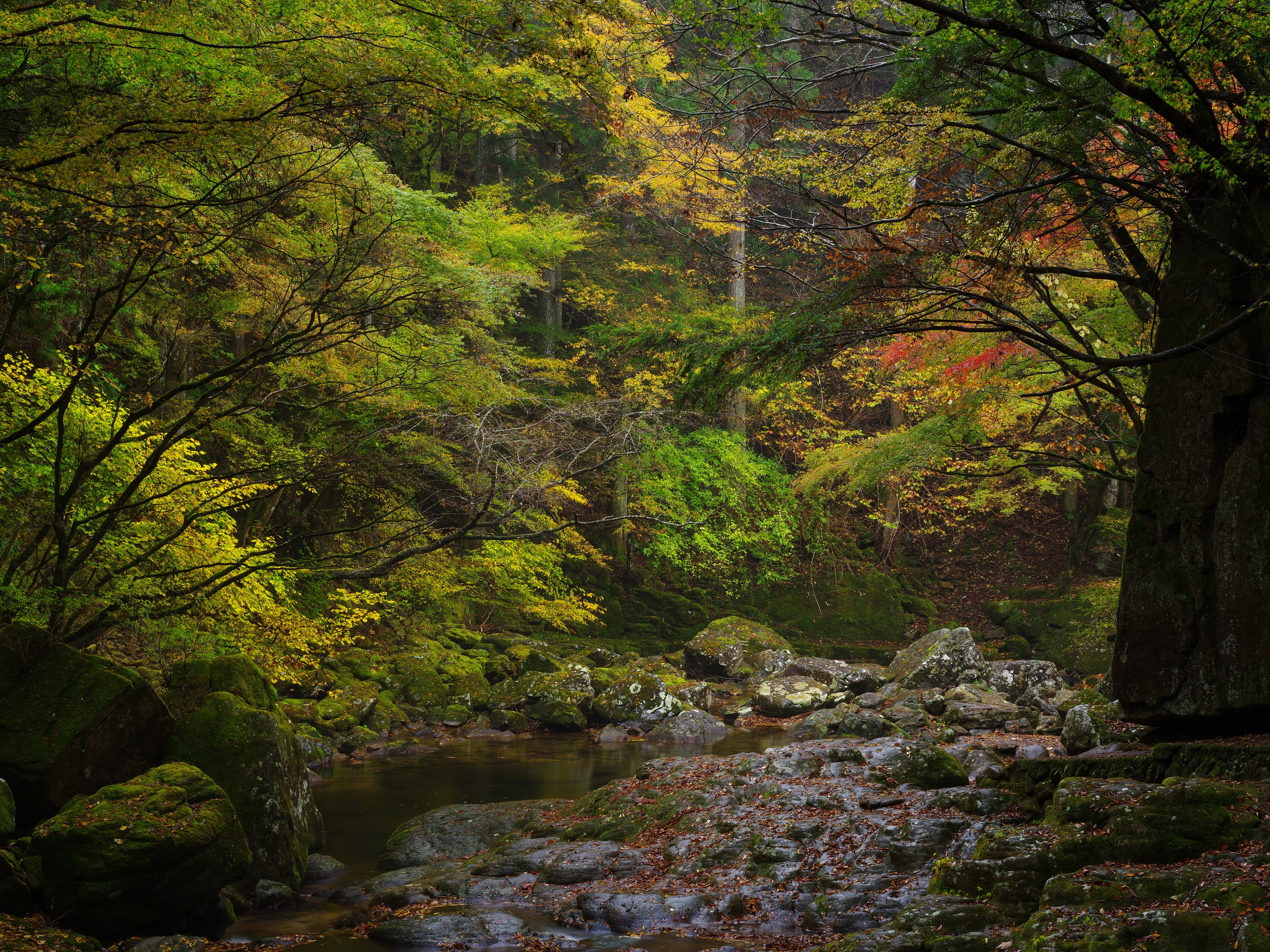 Forest stream with mossy rocks and autumn leaves HD Wallpaper