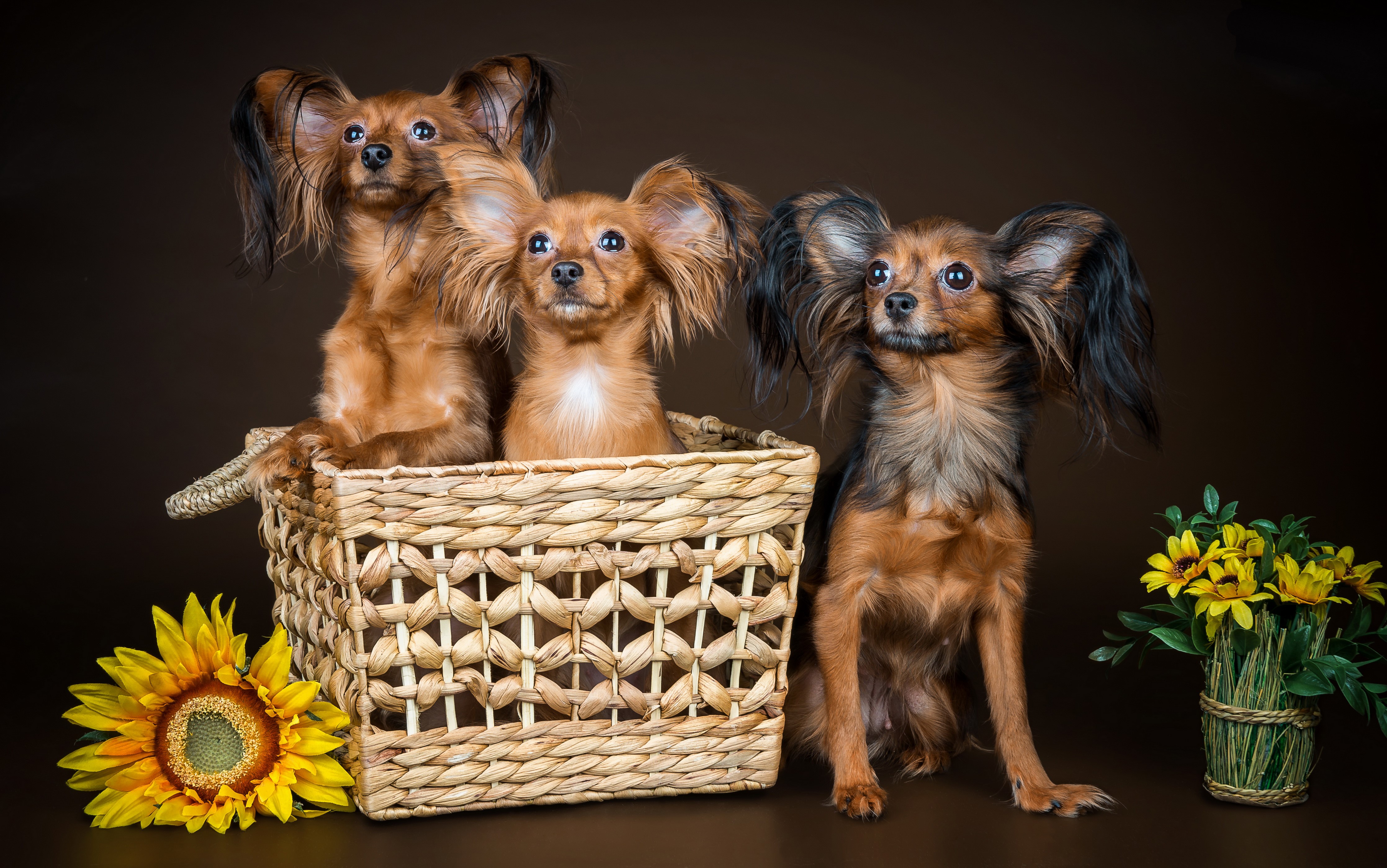Three Russkiy Toy dogs in a wicker basket with sunflowers HD Wallpaper