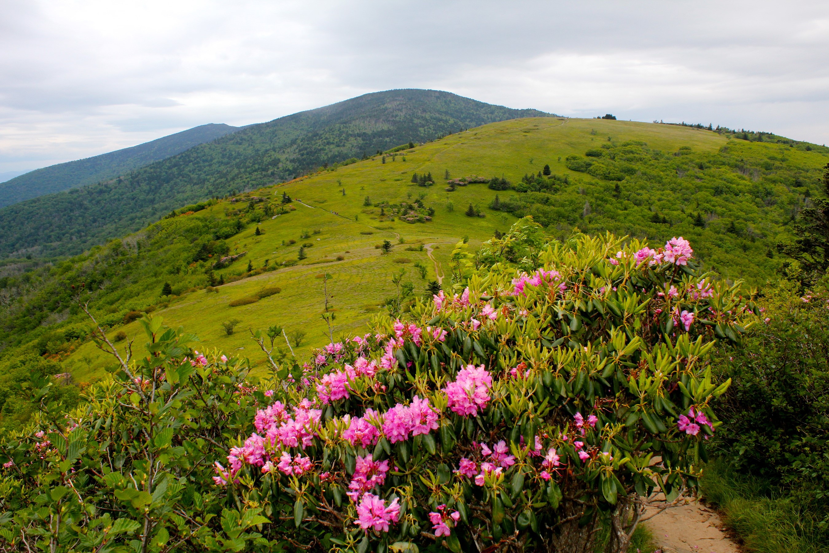 Rhododendron on Roan Mountain, North Carolina, USA HD Wallpaper
