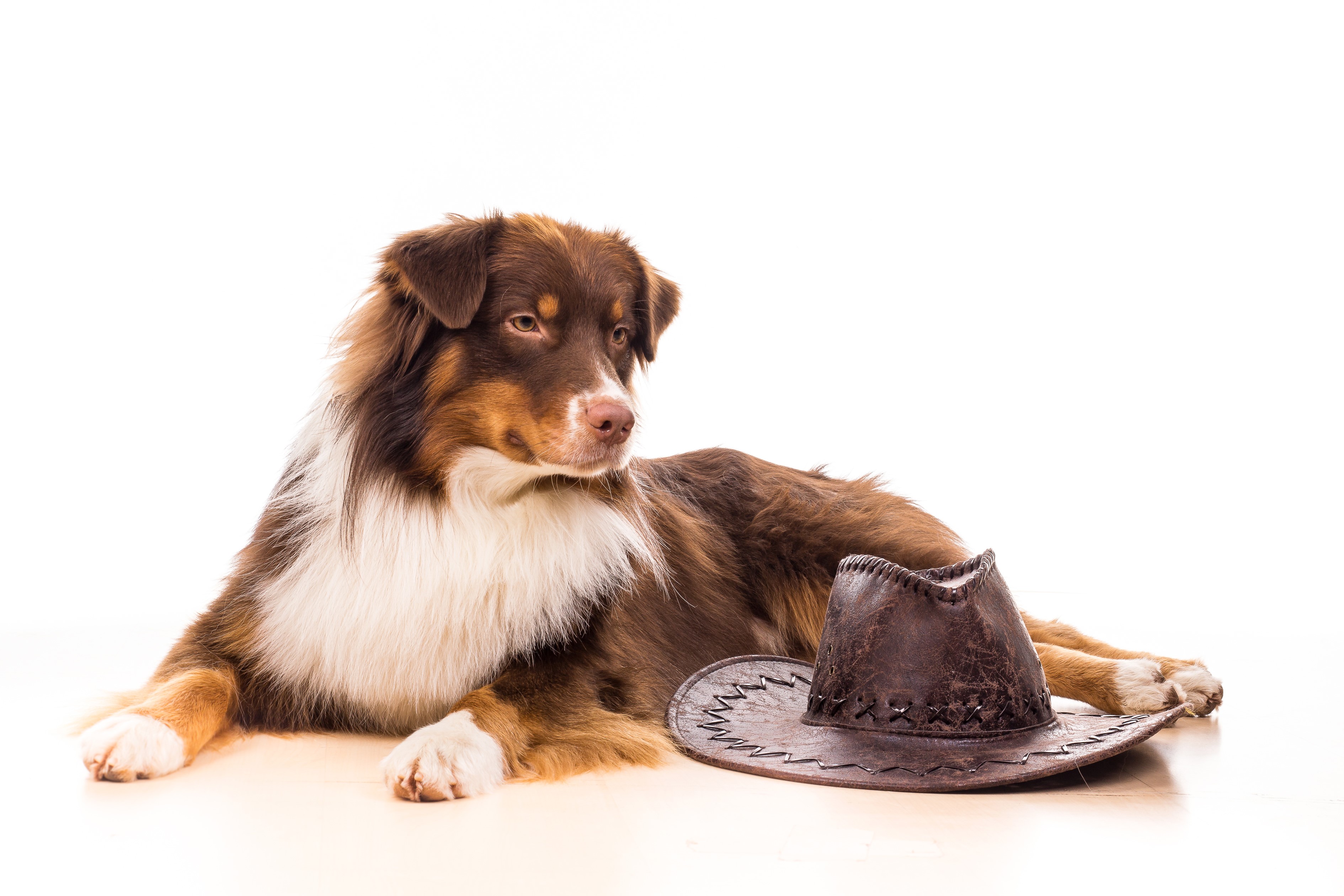 Brown Australian Shepherd dog with cowboy hat HD Wallpaper