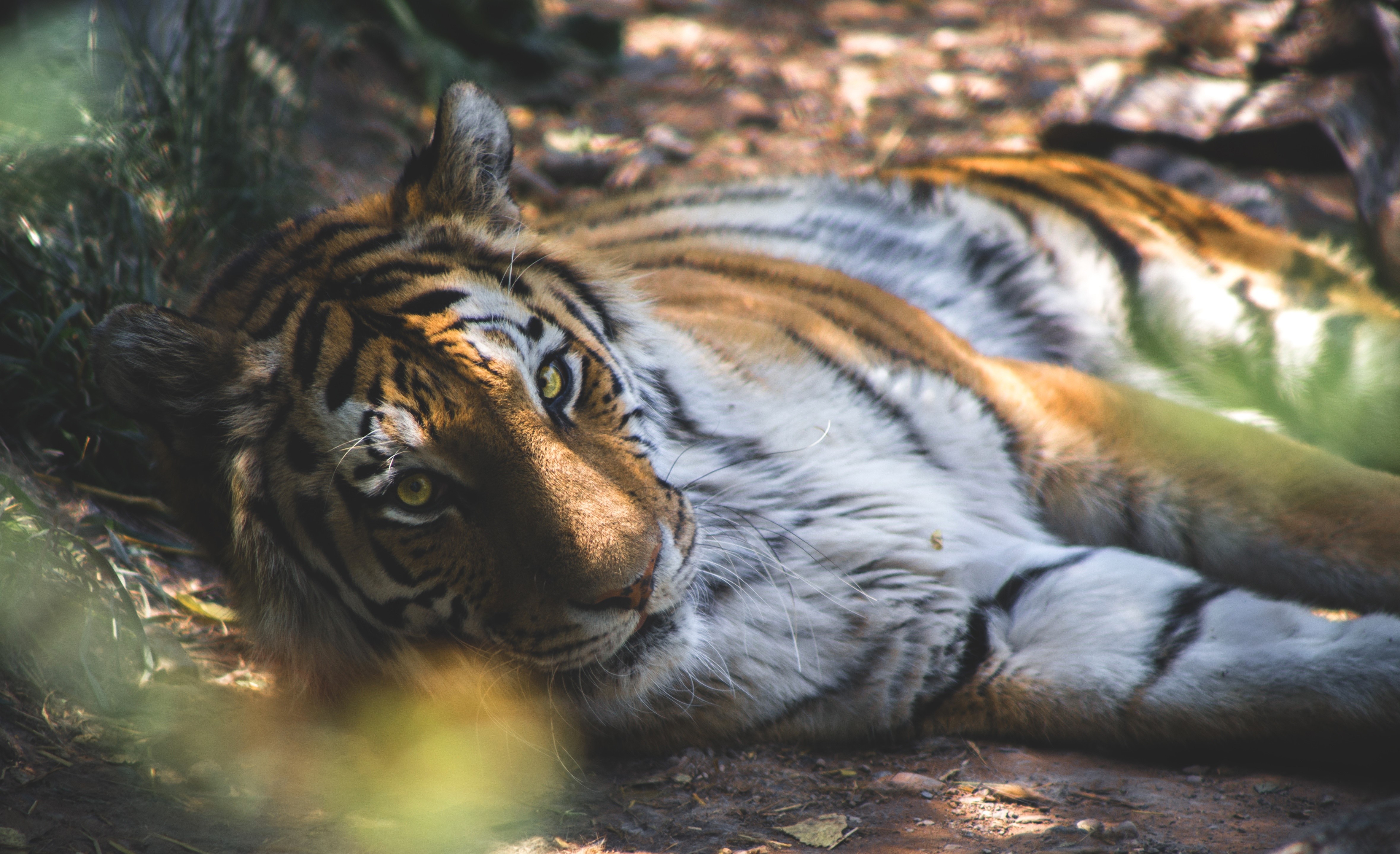 Tiger lying down in the forest HD Wallpaper