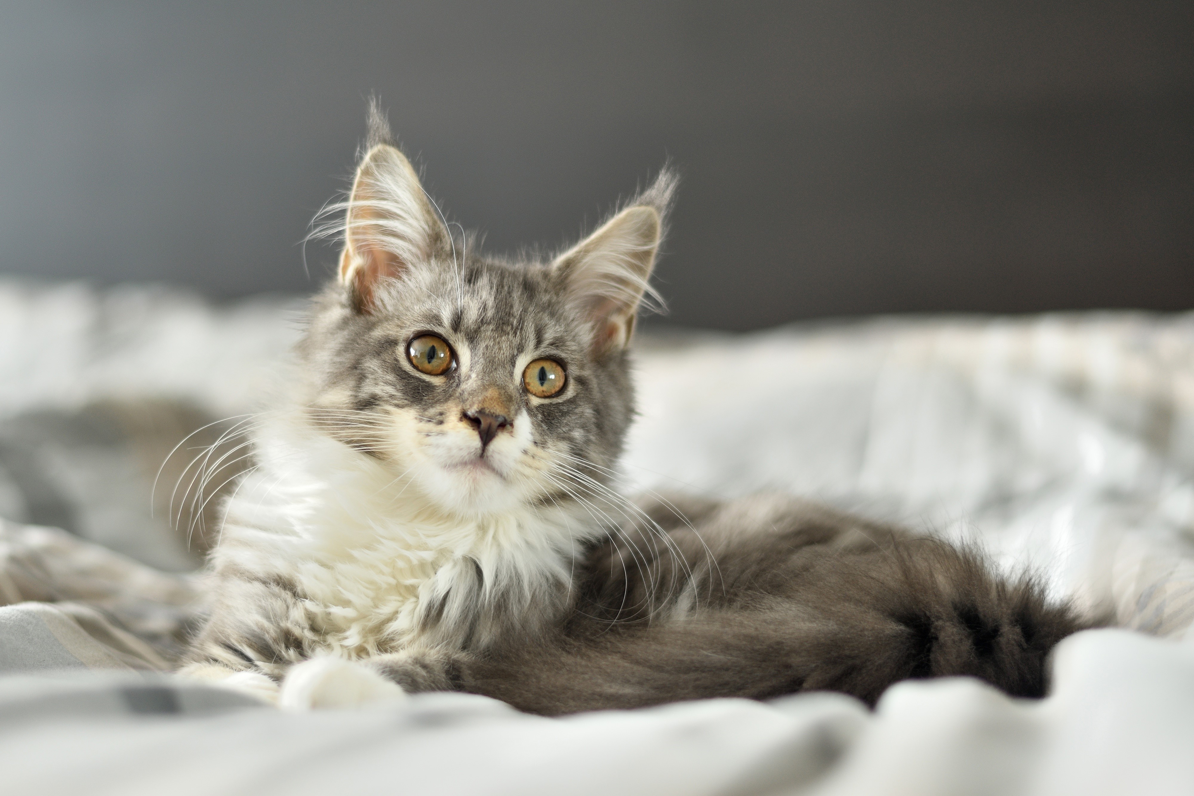 Maine Coon Cat Lying on Bed HD Wallpaper