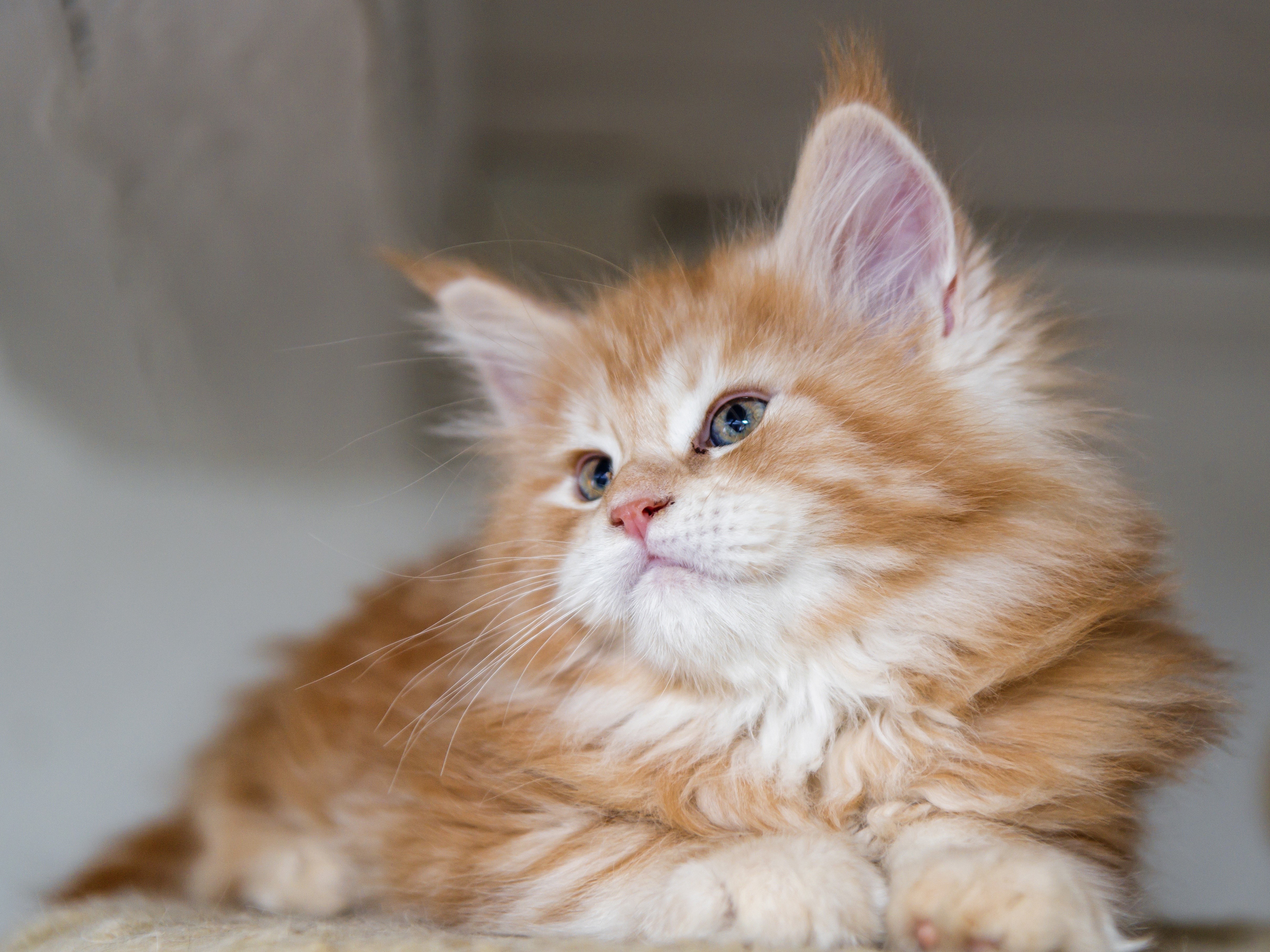 4K Fluffy Orange Maine Coon Kitten HD Wallpaper