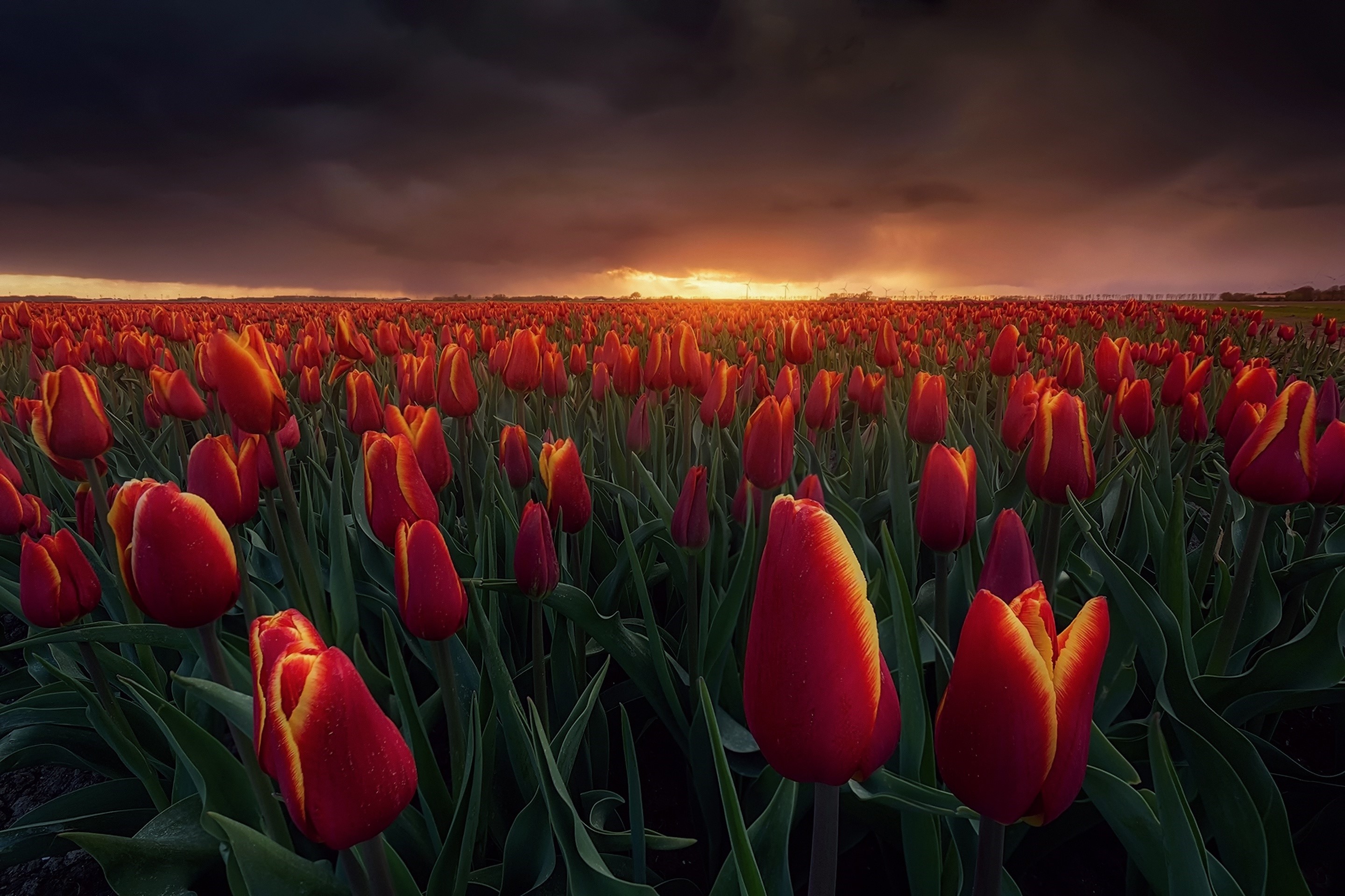 Field of red tulips in the Netherlands at sunset HD Wallpaper