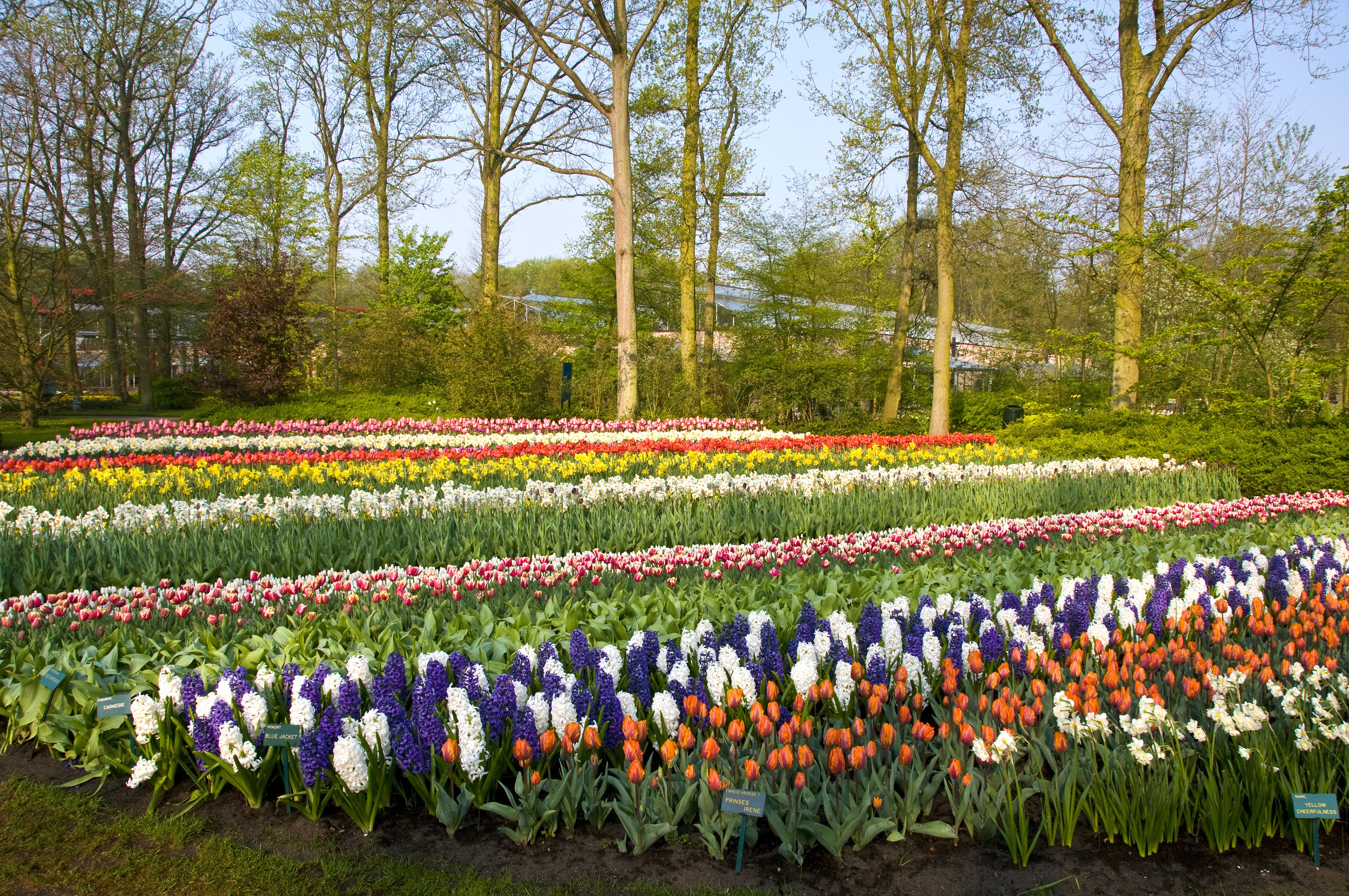 Rows of Tulips and Hyacinths in Keukenhof Gardens HD Wallpaper