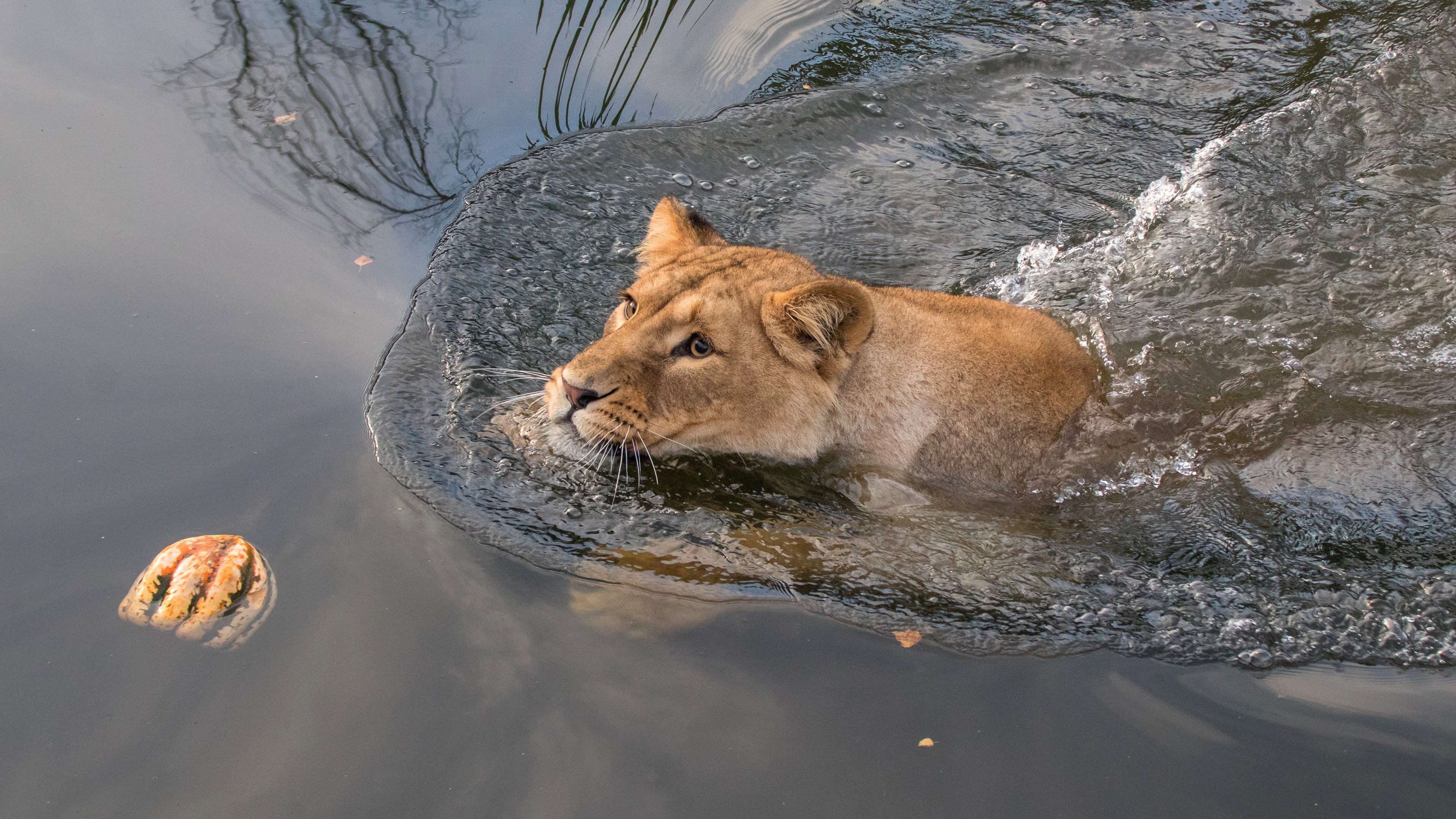 Lioness swims in water near a pumpkin HD Wallpaper