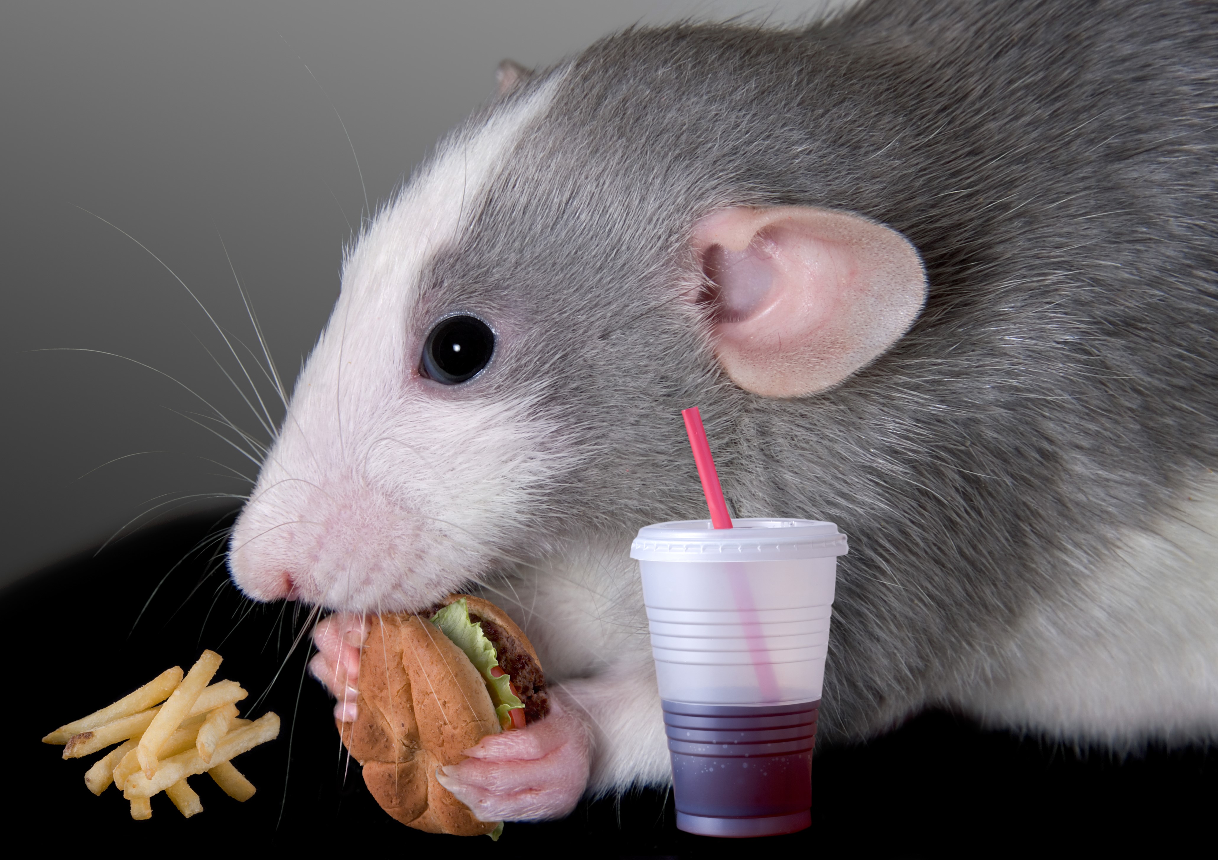 Rat eating a hamburger and french fries with a drink HD Wallpaper
