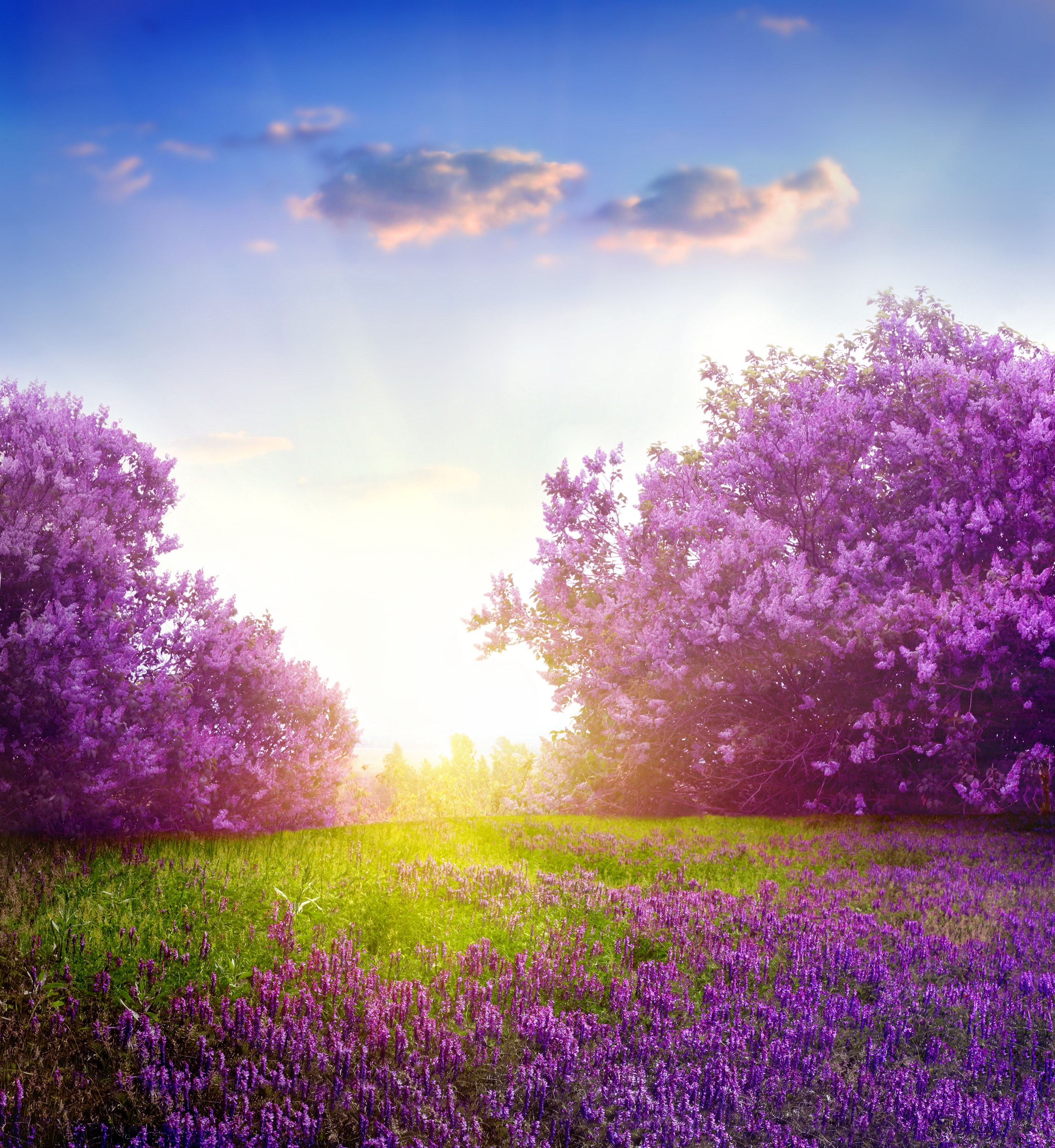Purple lilac trees and flowers in a field HD Wallpaper