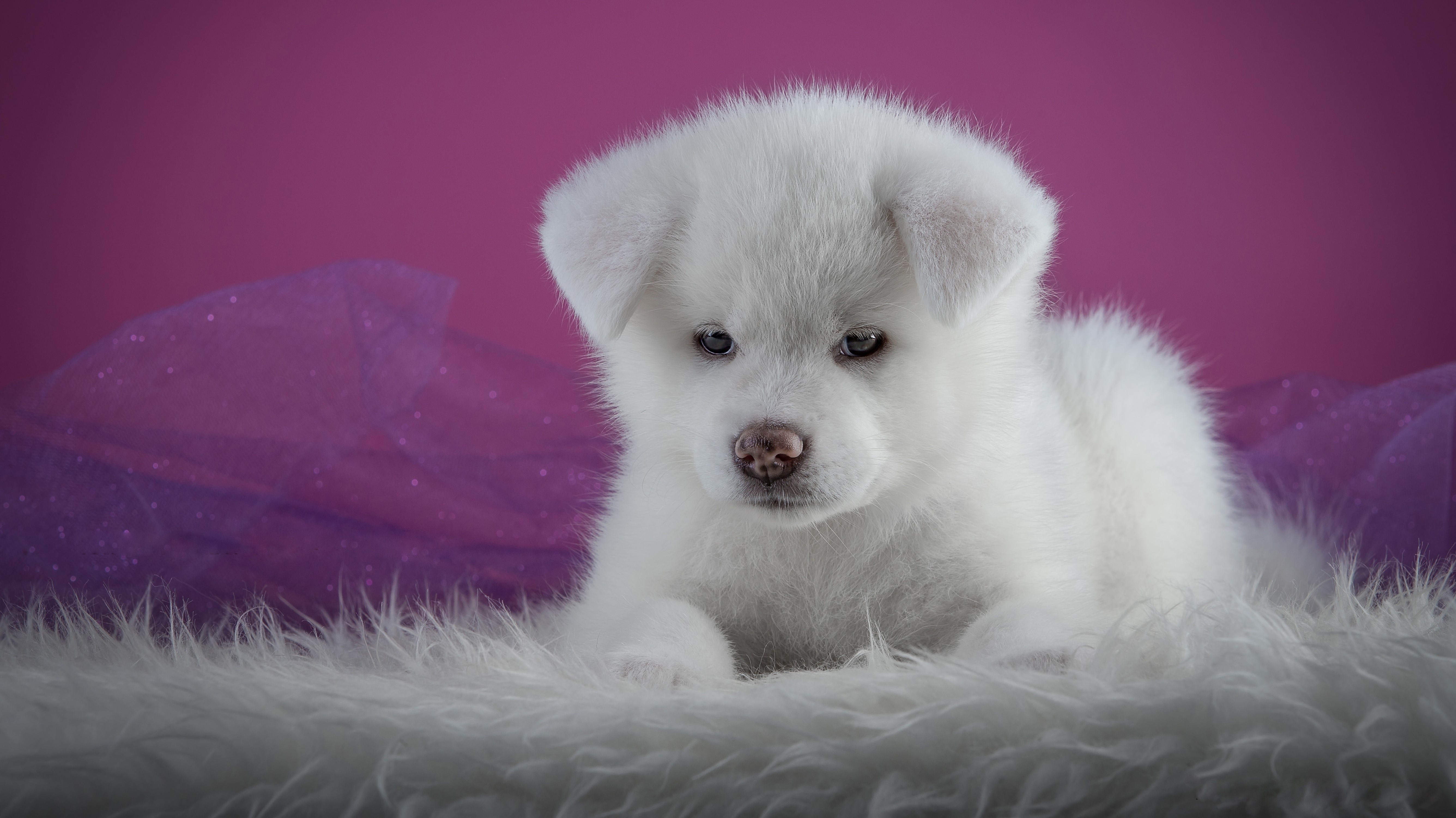 White Akita Puppy on Fur and Purple Fabric HD Wallpaper