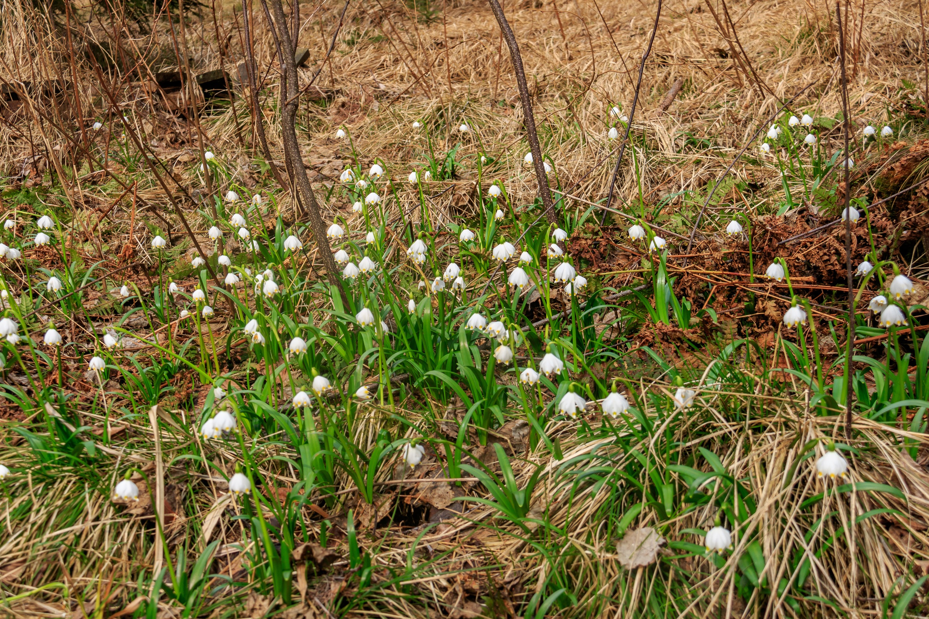 Snowdrops blooming in a forest clearing HD Wallpaper