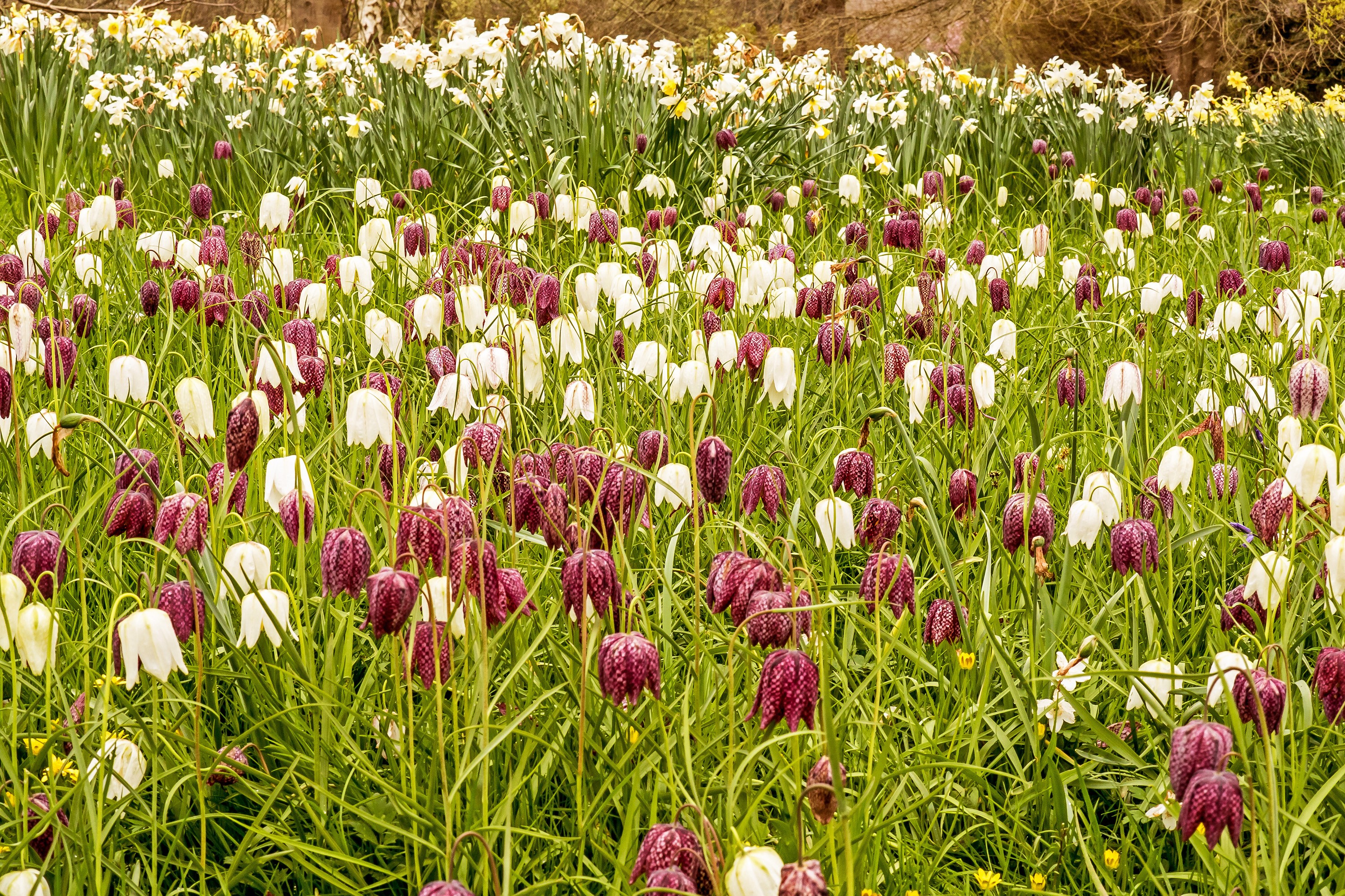 Field of Fritillaria flowers HD Wallpaper