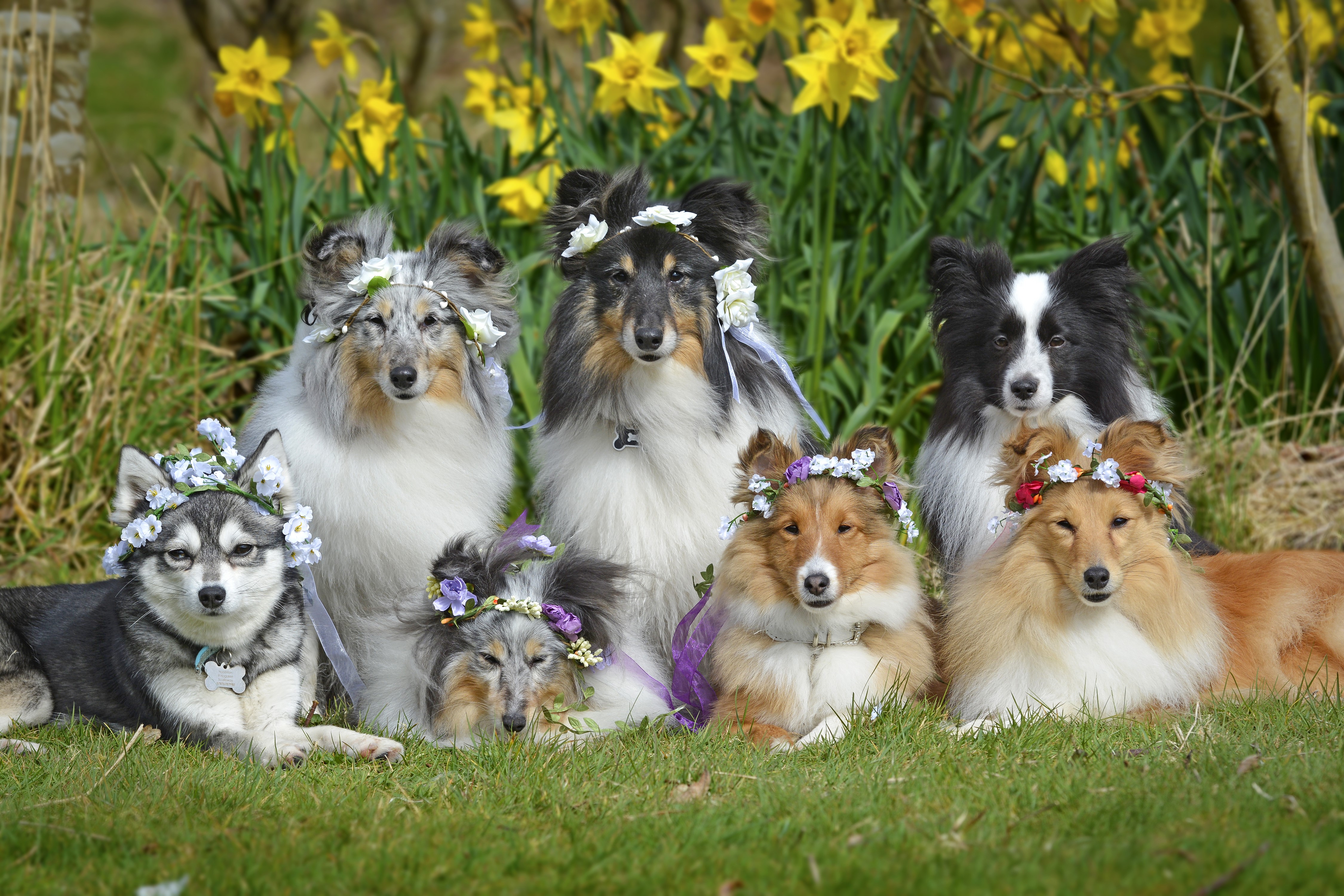 Dogs wearing flower crowns in front of daffodils HD Wallpaper