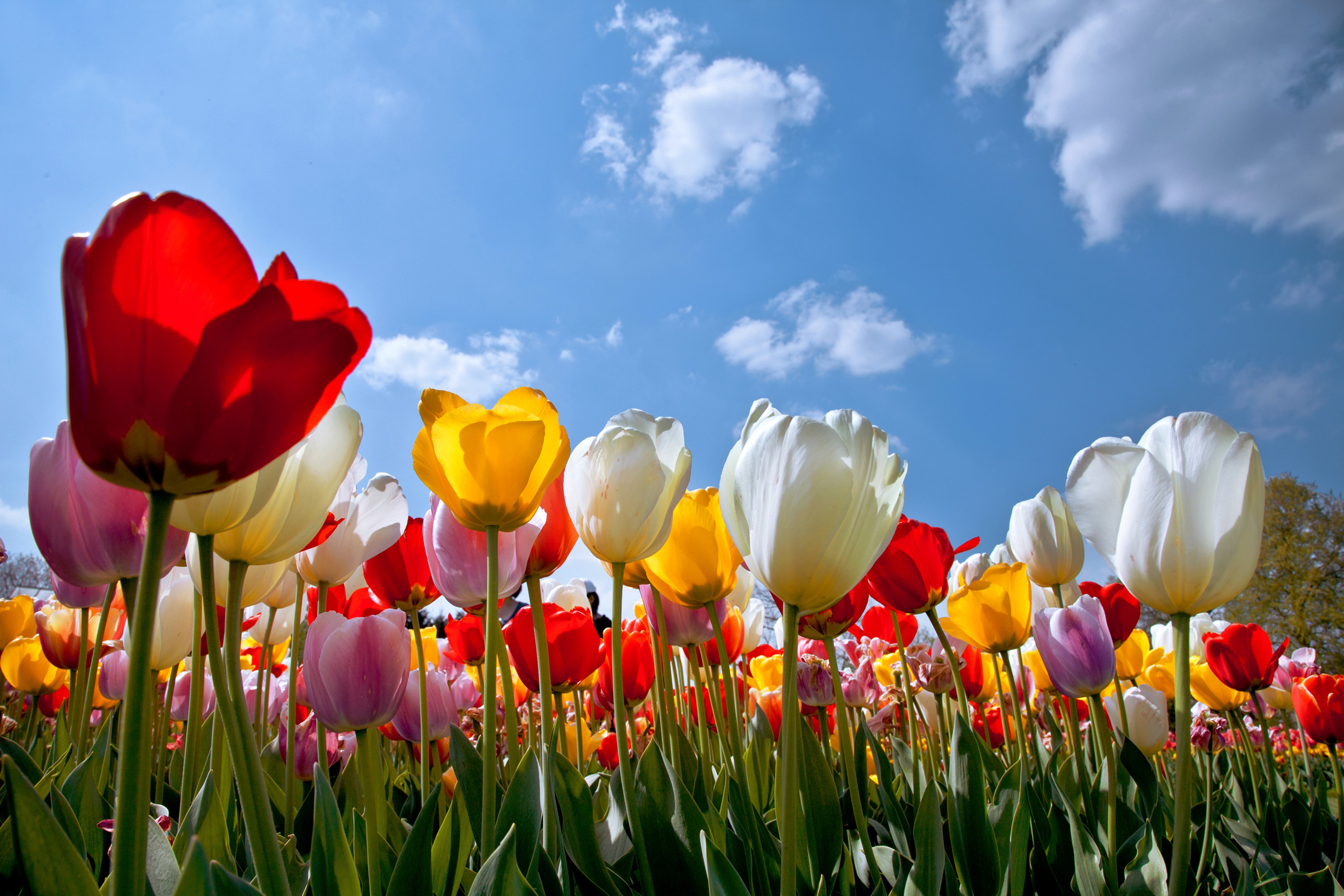 4K Tulips Closeup Many Sky HD Wallpaper