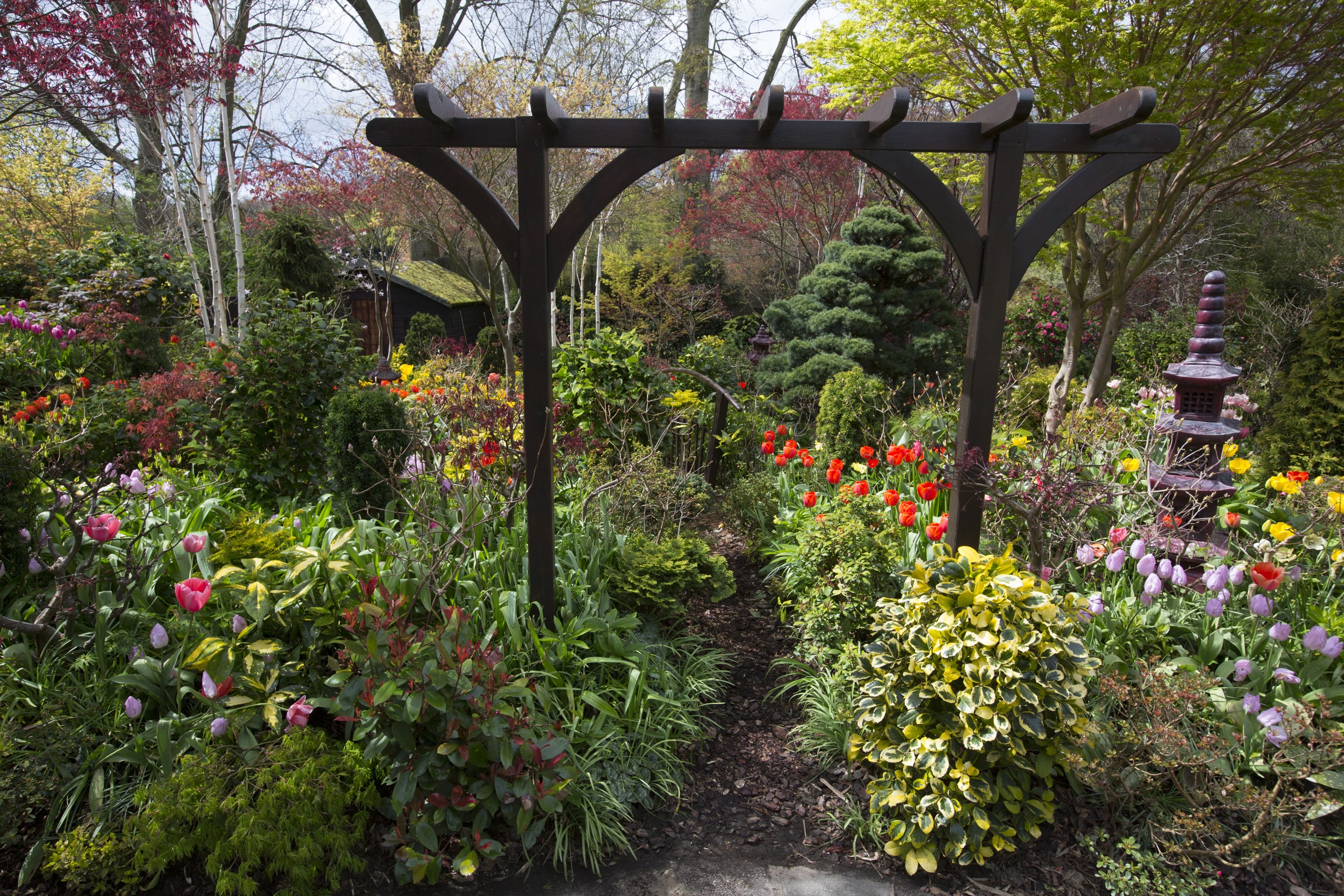 Walsall Garden with Tulips and Shrubs in England HD Wallpaper