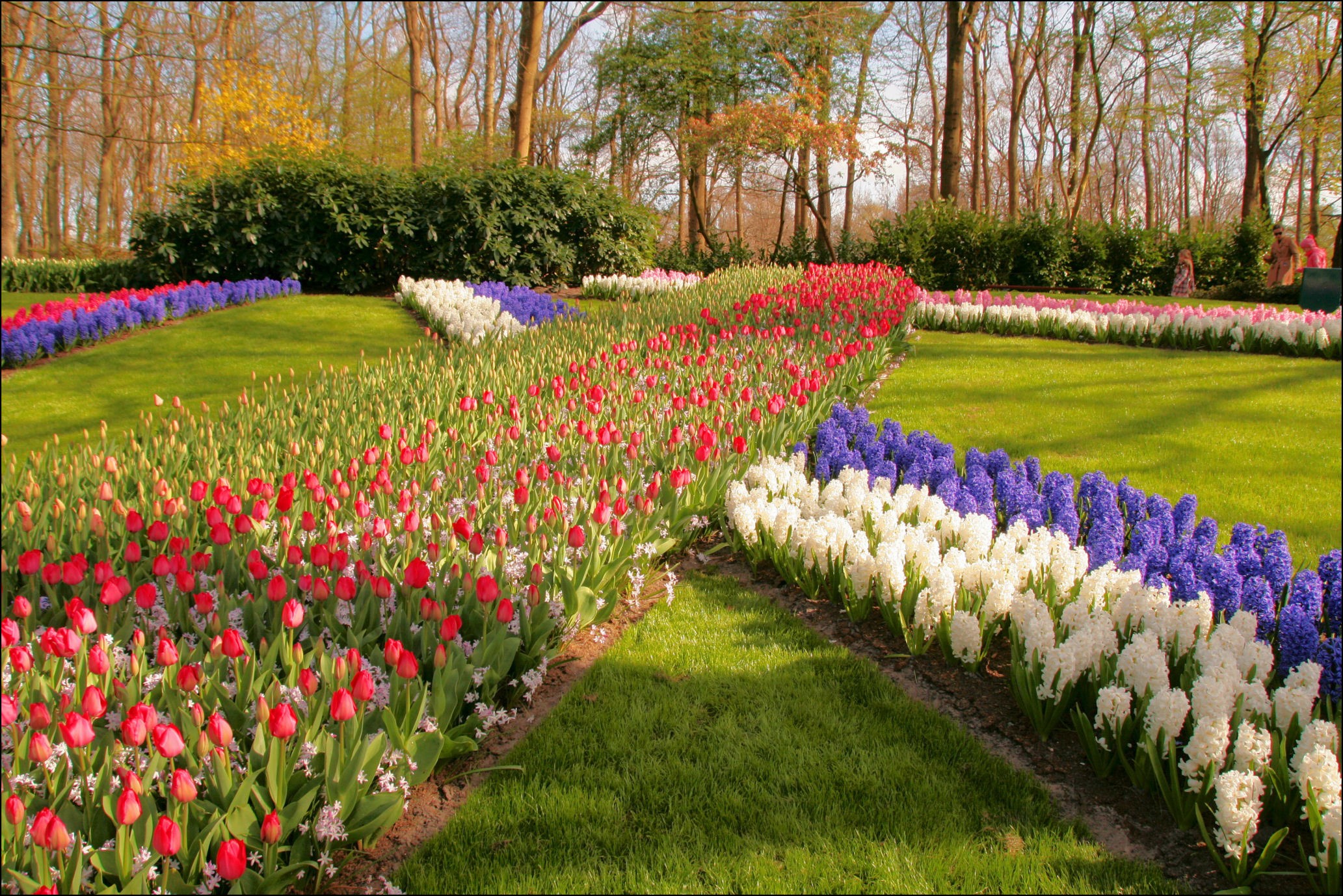 Keukenhof Gardens in the Netherlands with Tulips and Hyacinths HD Wallpaper