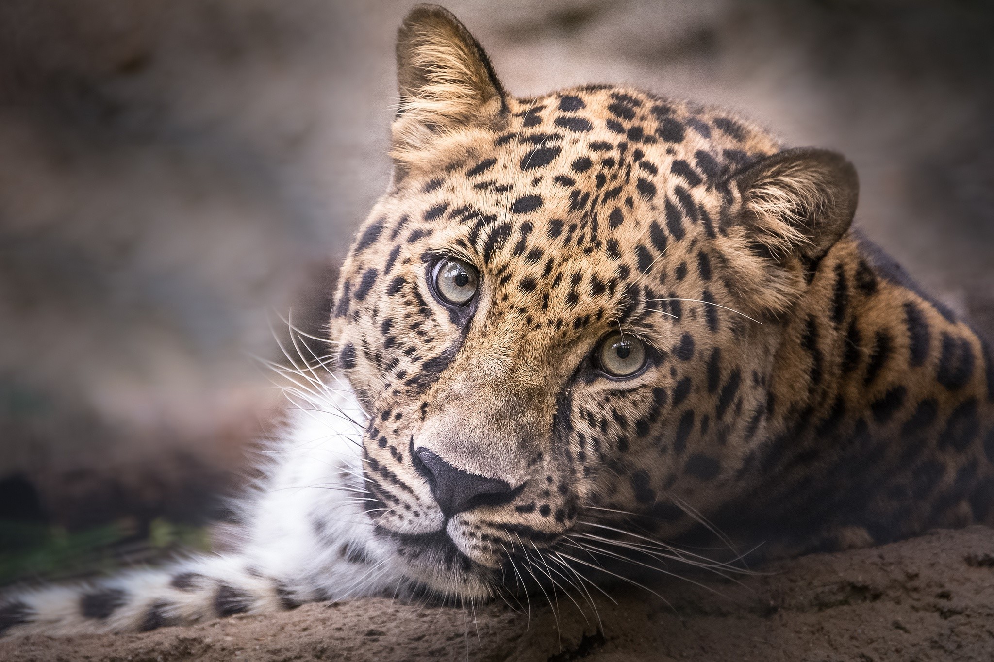 Leopard with spotted fur lying down HD Wallpaper