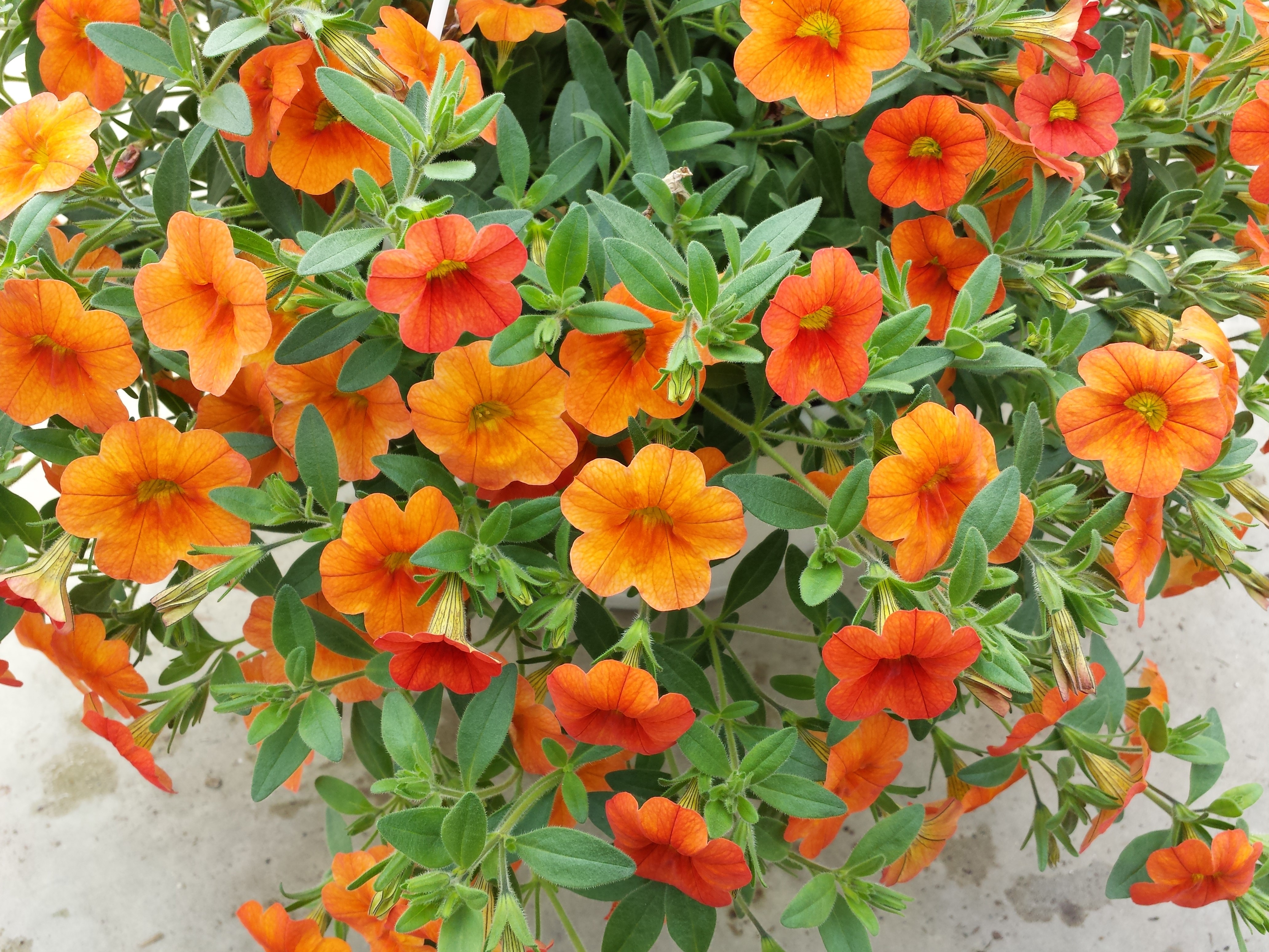Orange Petunias in Close-up HD Wallpaper