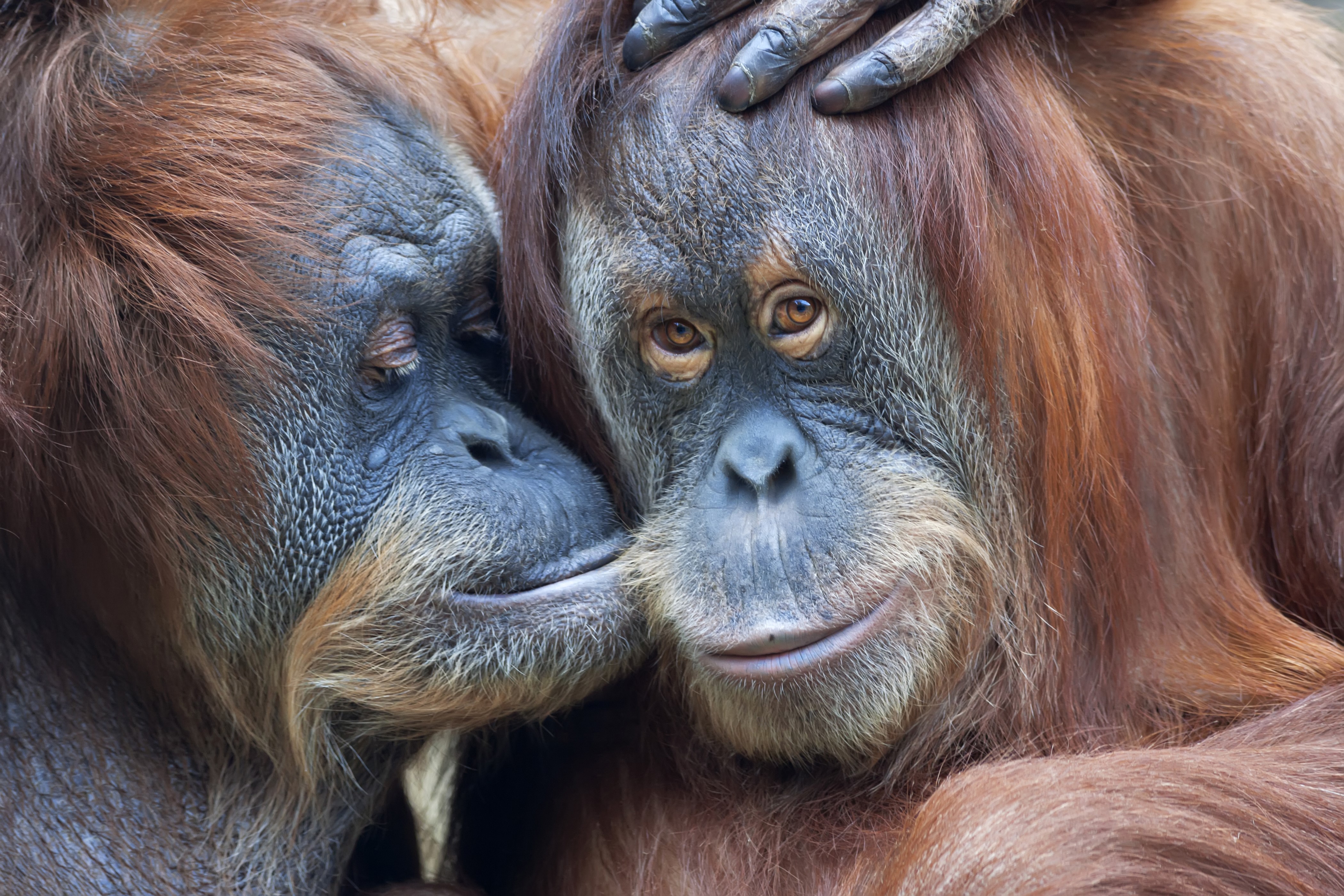 Two Orangutans Close Together HD Wallpaper