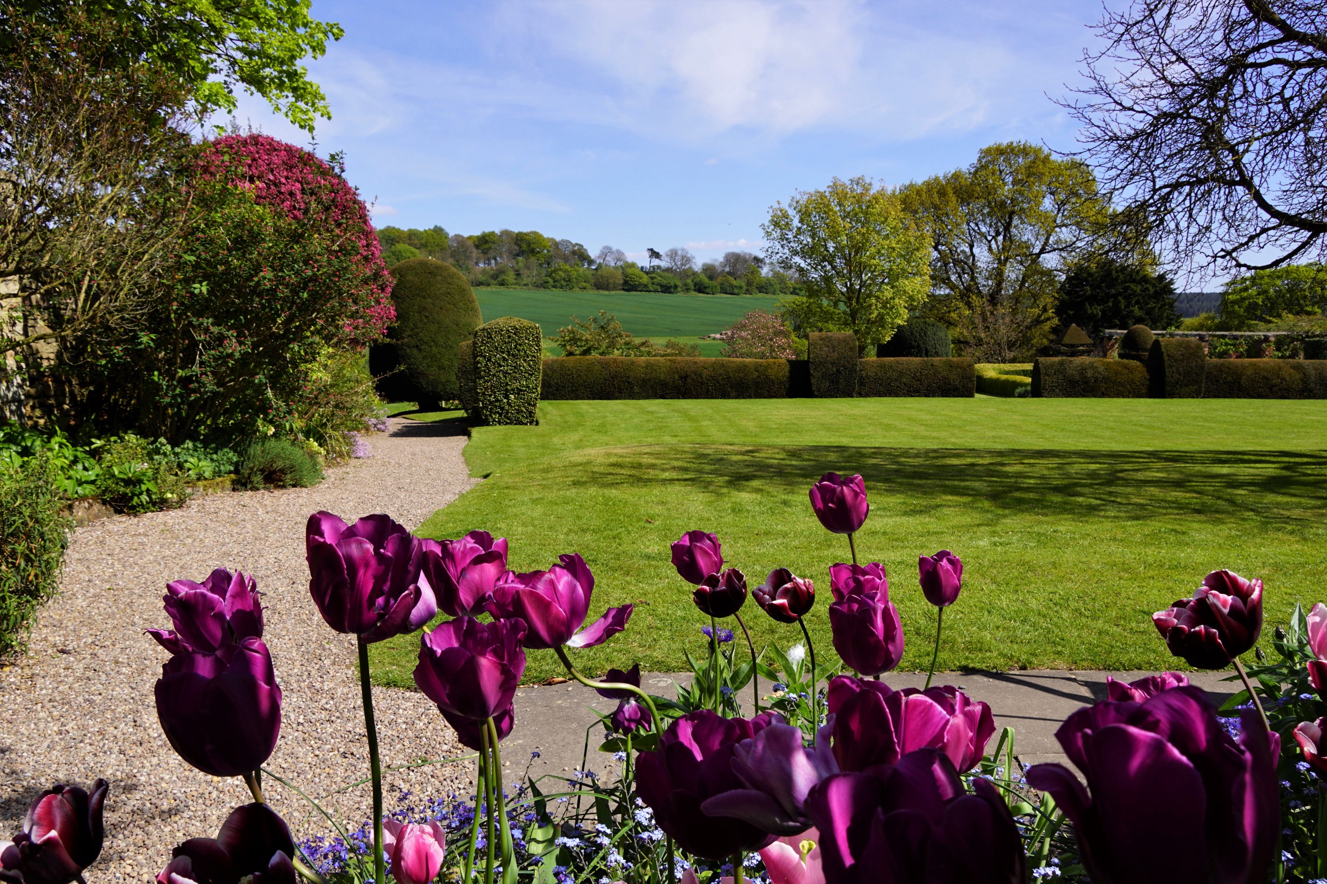 Purple tulips in a garden with a lawn and fields HD Wallpaper
