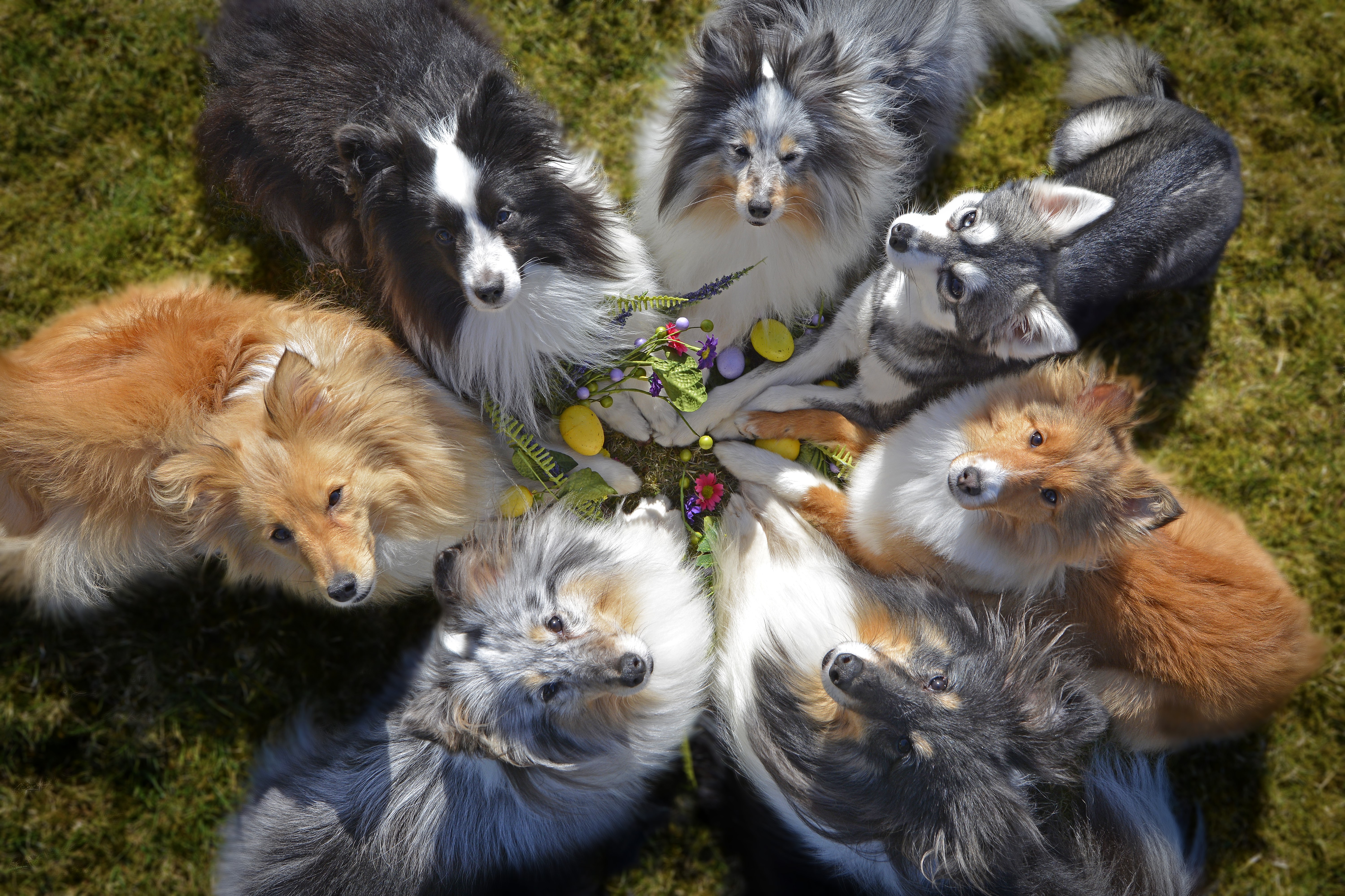 Group of dogs with Easter eggs HD Wallpaper