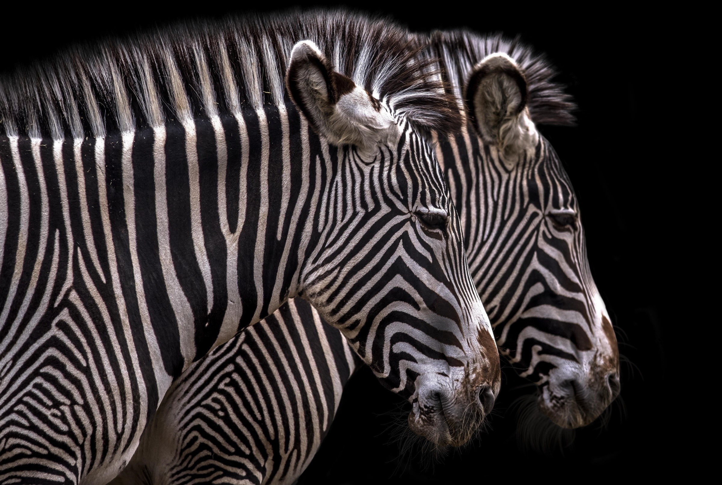 Two zebras with black and white stripes on a black background HD Wallpaper