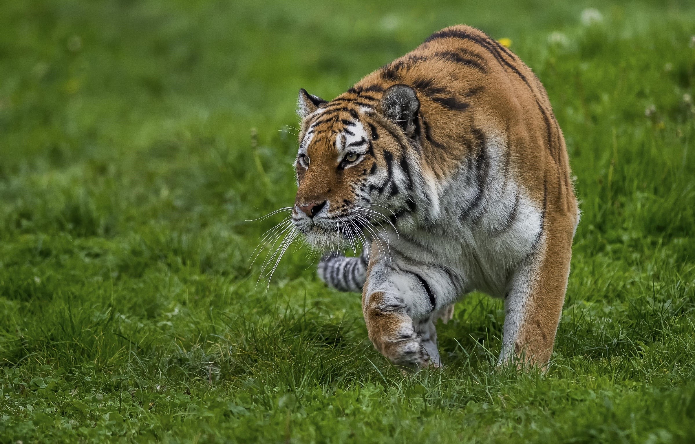 Tiger walking on green grass HD Wallpaper