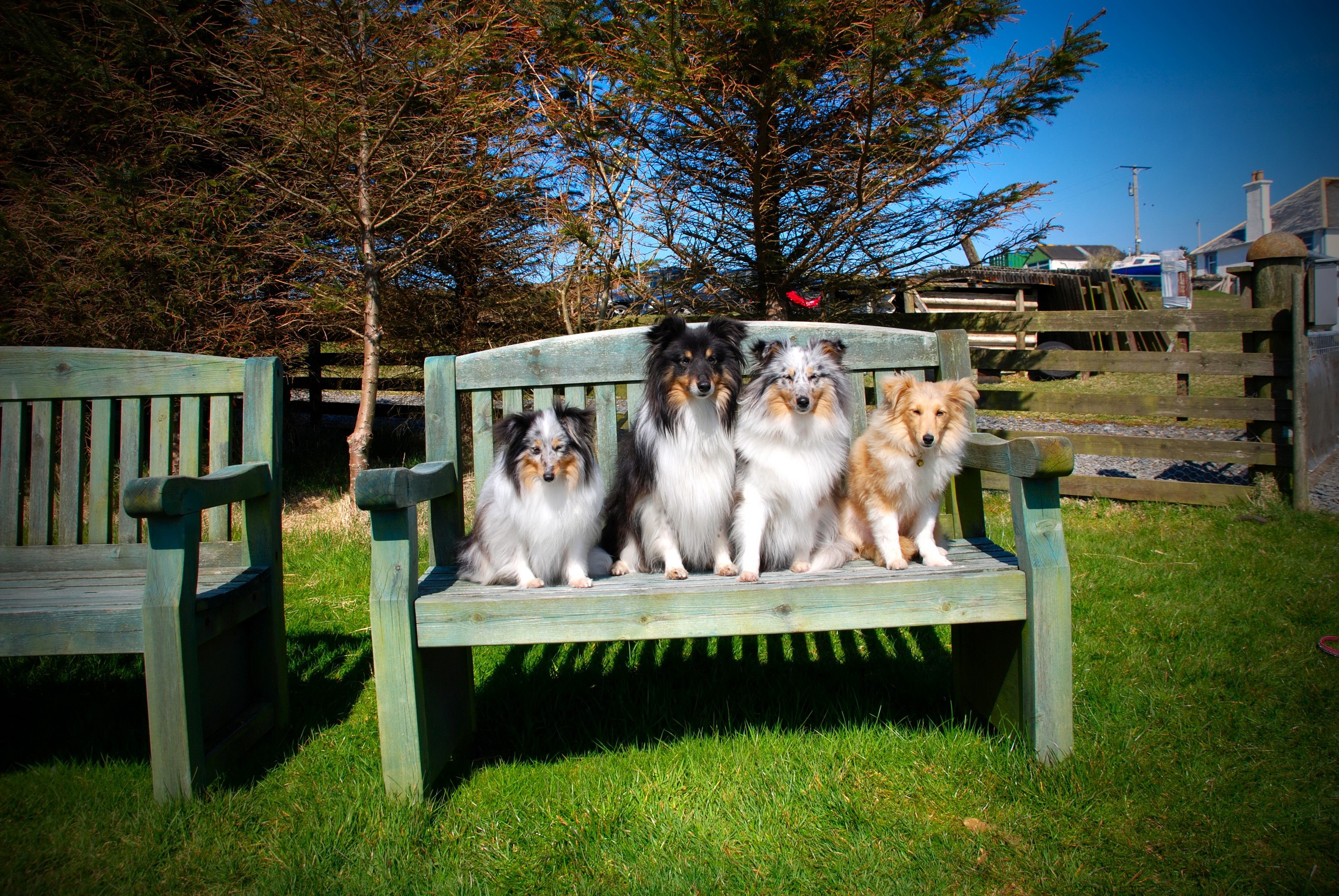 Four Sheltie dogs sitting on a wooden bench HD Wallpaper