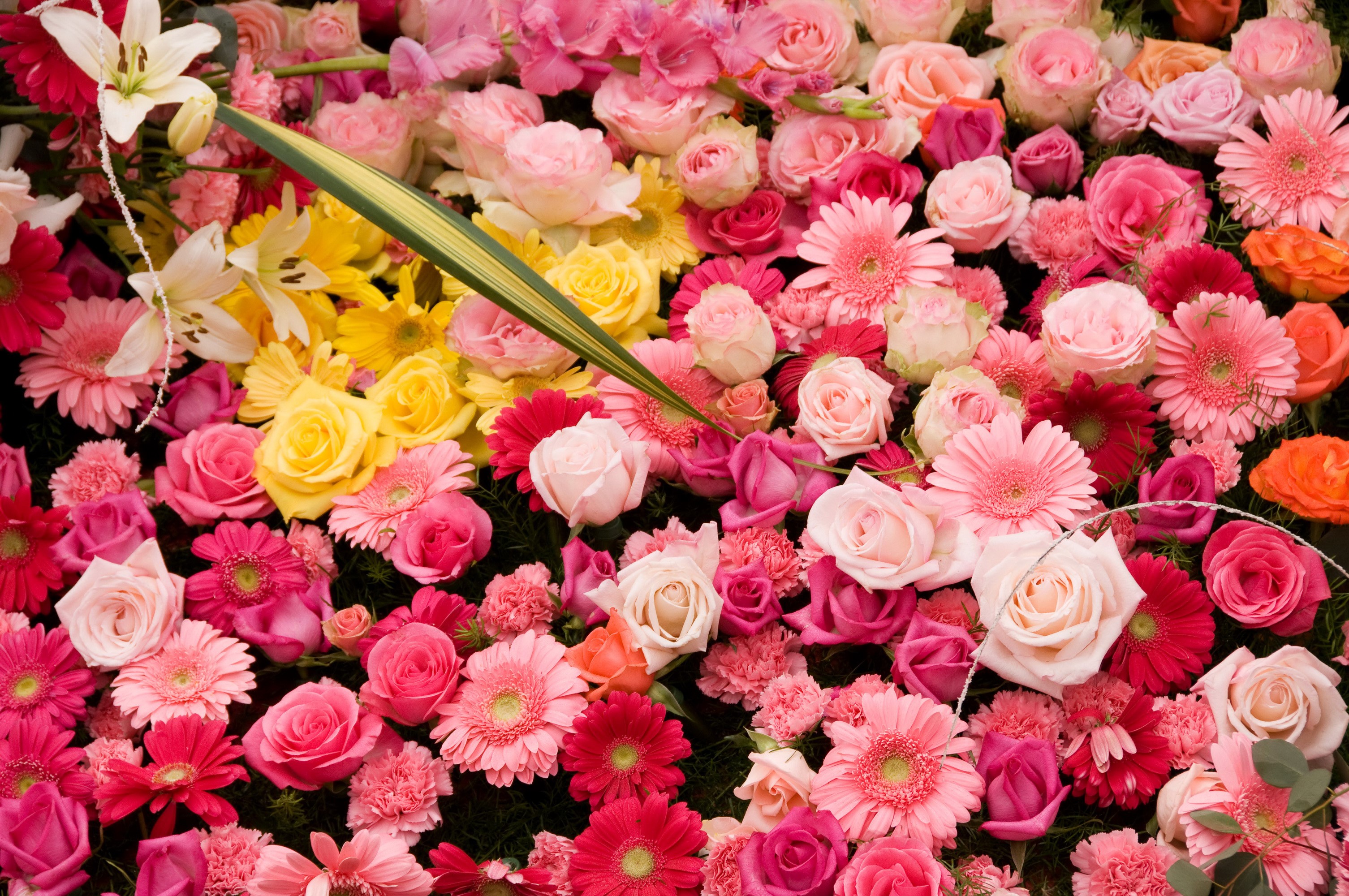 A vibrant arrangement of pink, yellow, and white flowers HD Wallpaper
