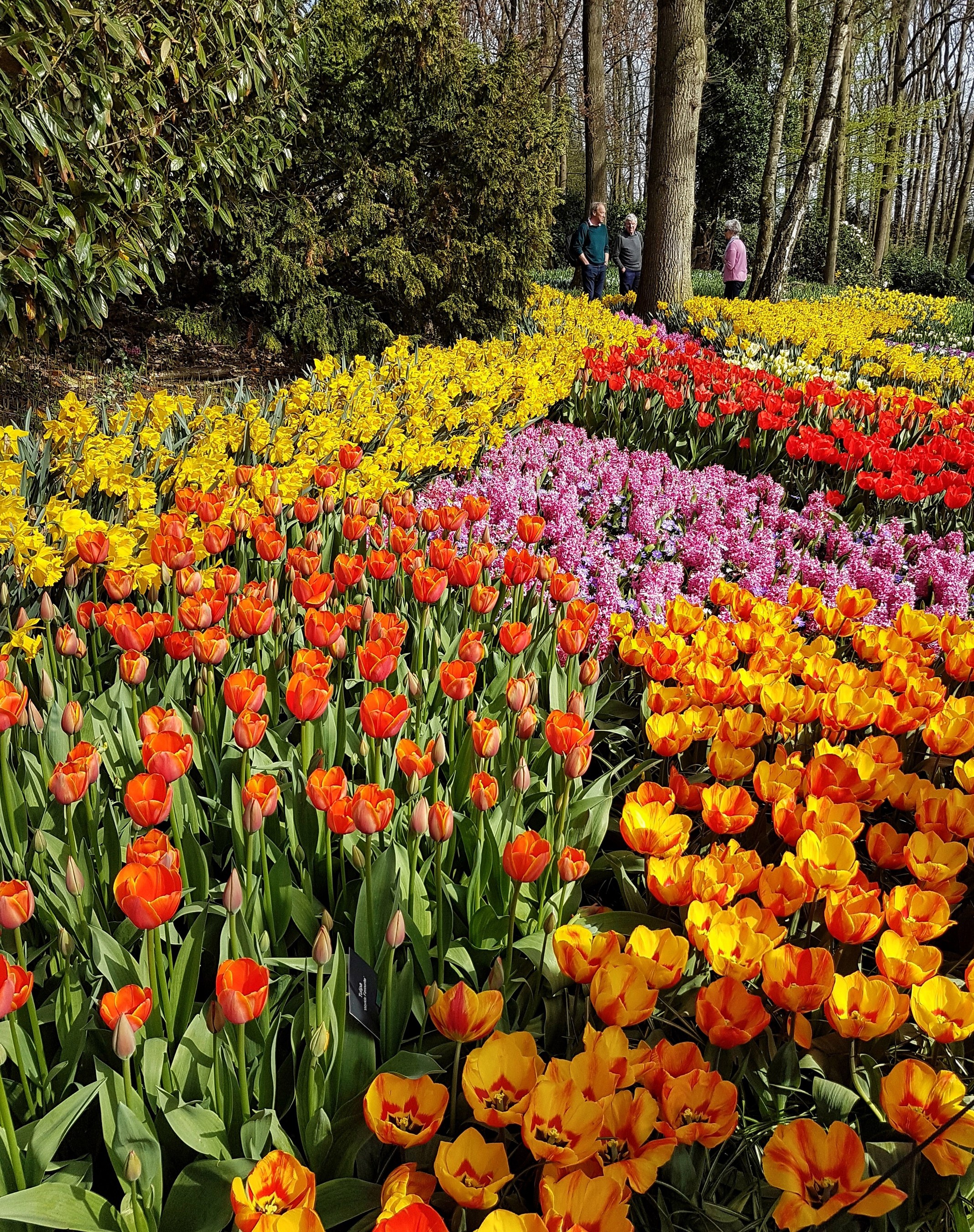 Keukenhof Gardens with Tulips and Daffodils HD Phone Wallpaper