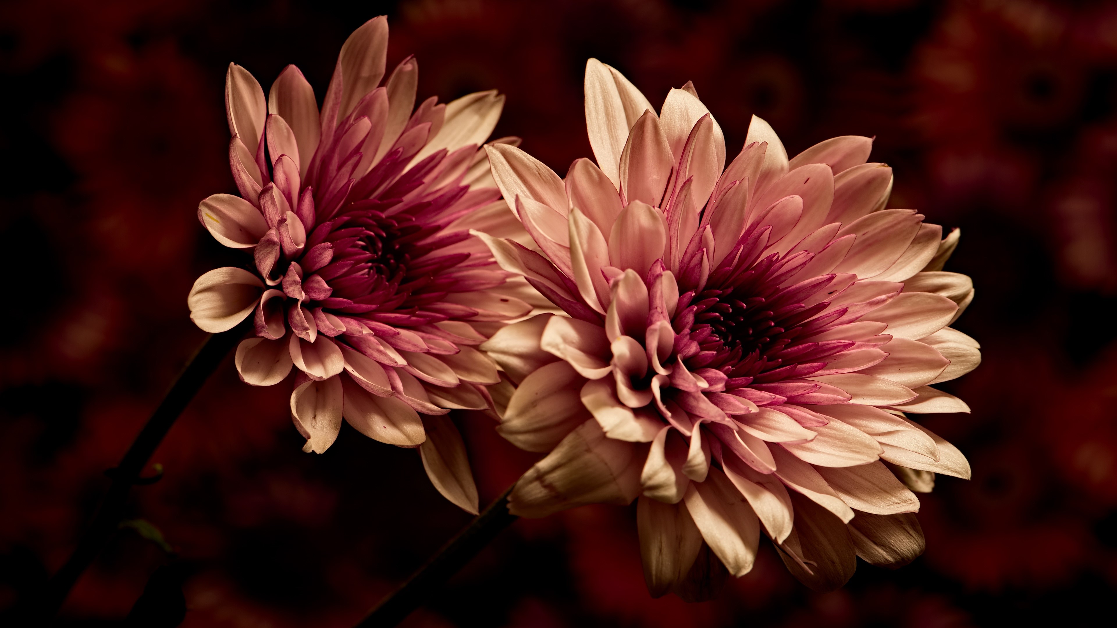 Two pink dahlias in close-up HD Wallpaper