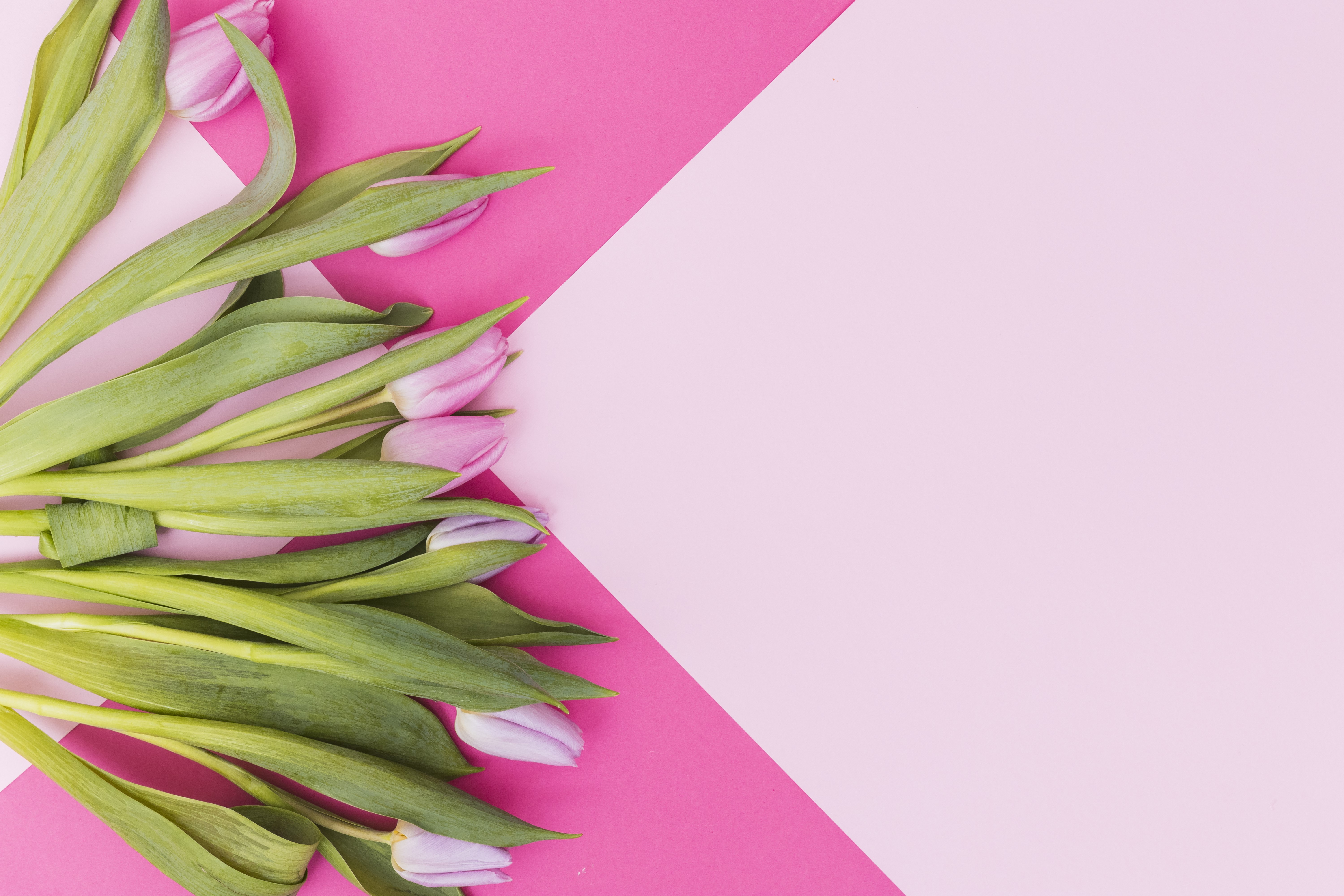 Pink Tulips on Pink and White Background HD Wallpaper