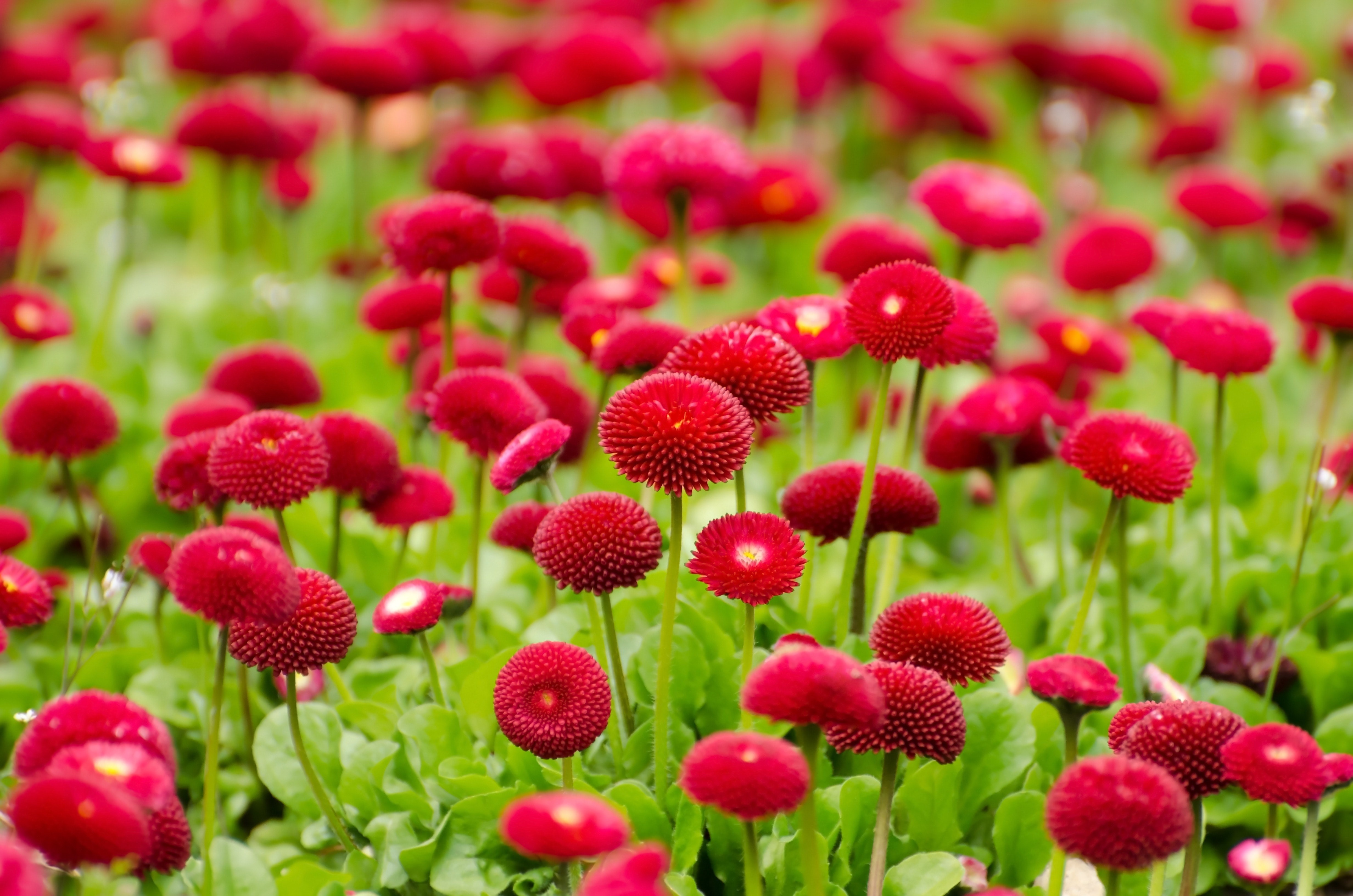 Red Bellis Flowers in Bloom HD Wallpaper