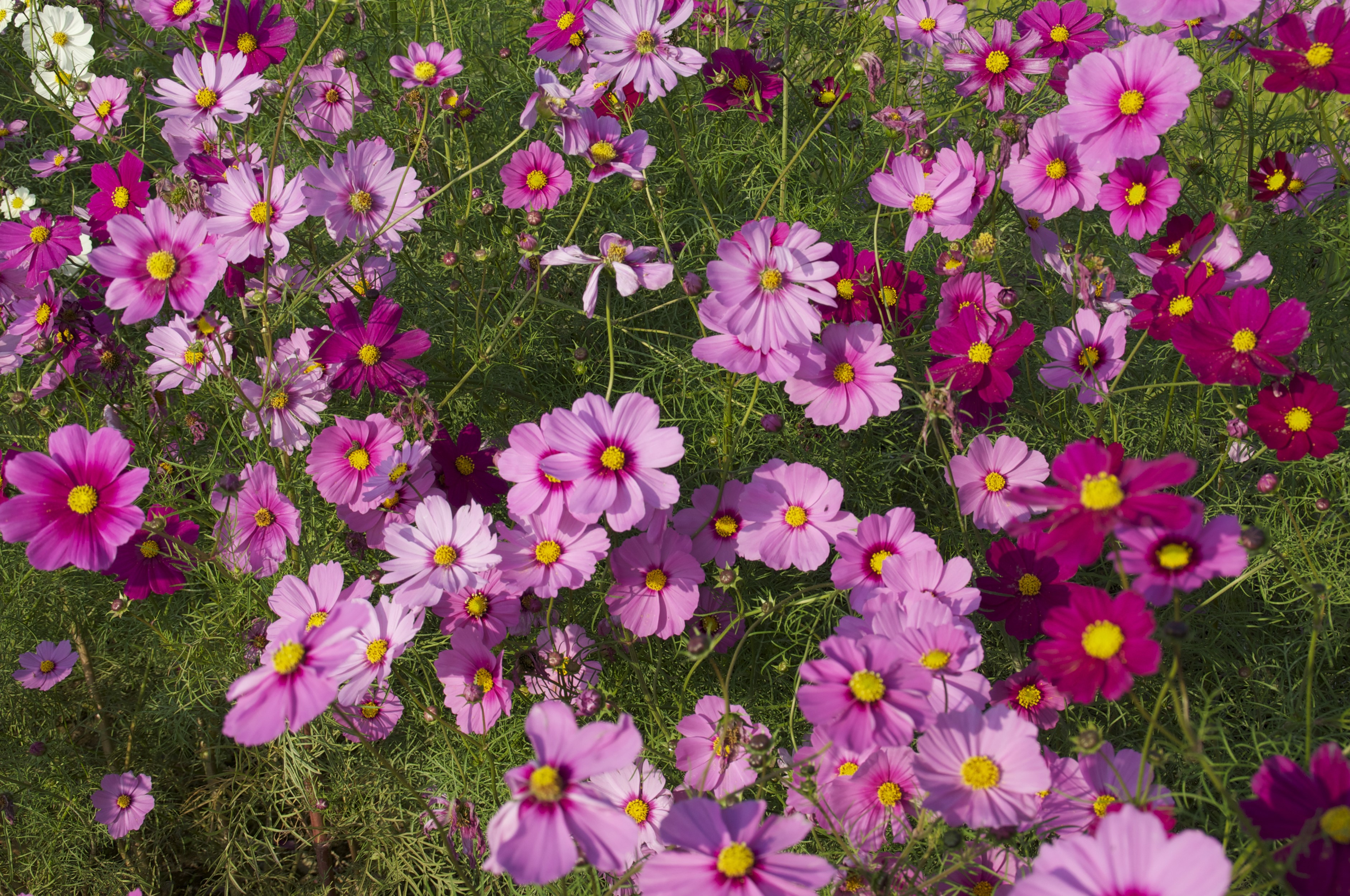 Pink and magenta cosmos flowers in a field HD Wallpaper