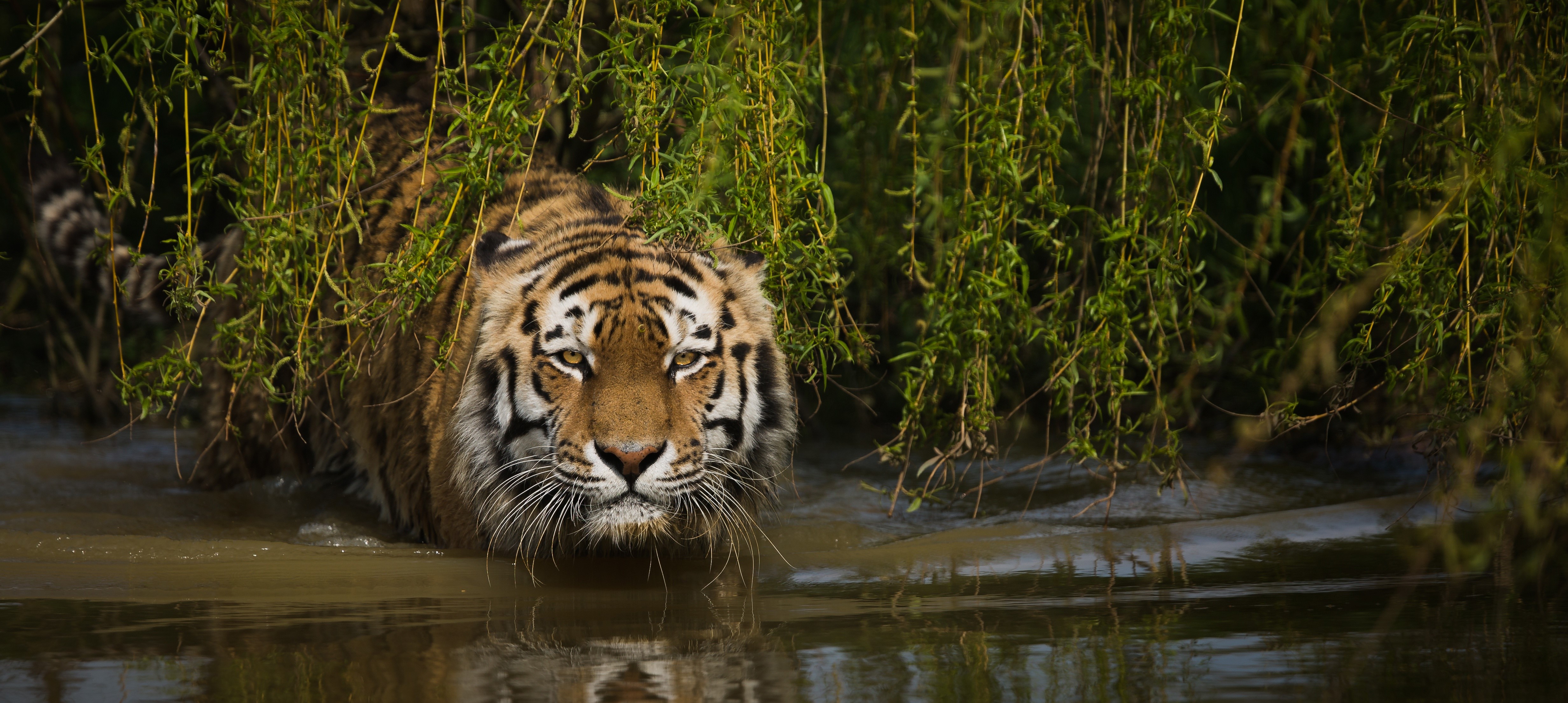 Tiger emerging from water near reeds HD Wallpaper