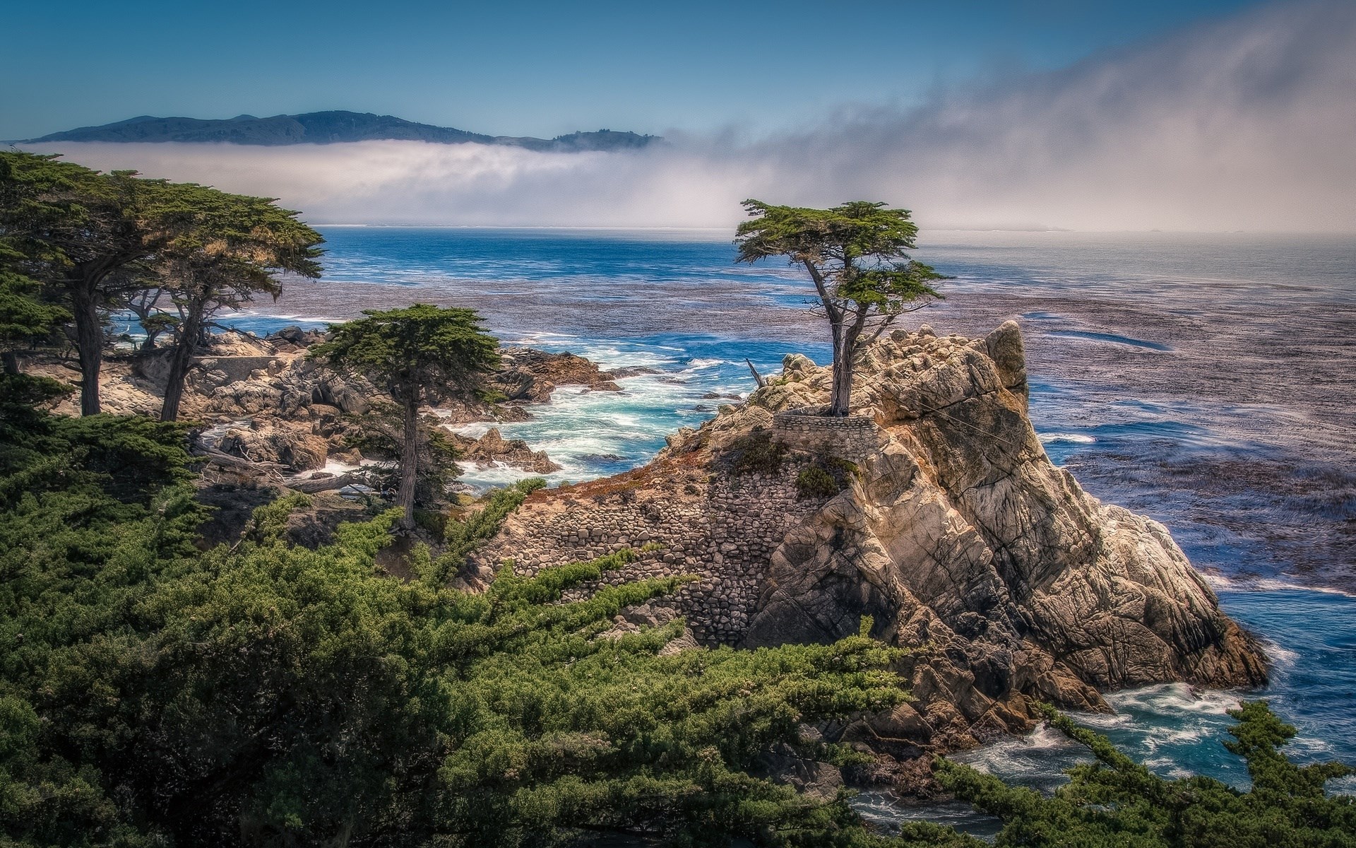 Lone Cypress tree on a rocky coast with ocean and fog HD Wallpaper