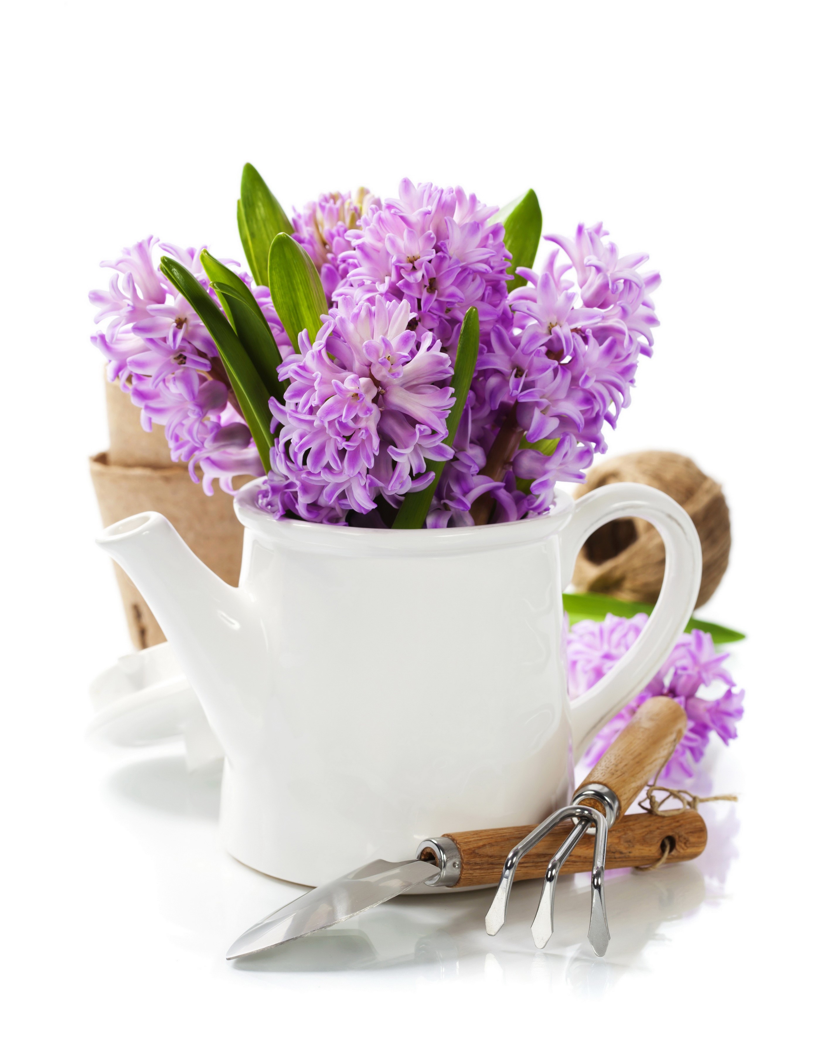 Purple Hyacinths in a White Jug with Gardening Tools HD Phone Wallpaper