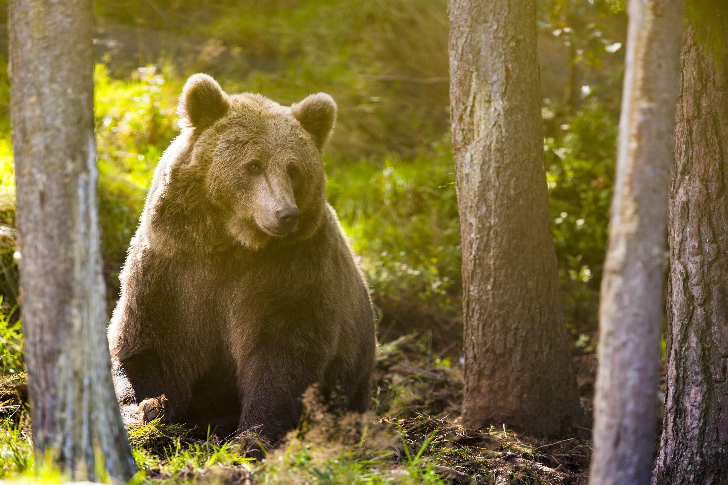 Brown bear sitting in a sunlit forest HD Wallpaper