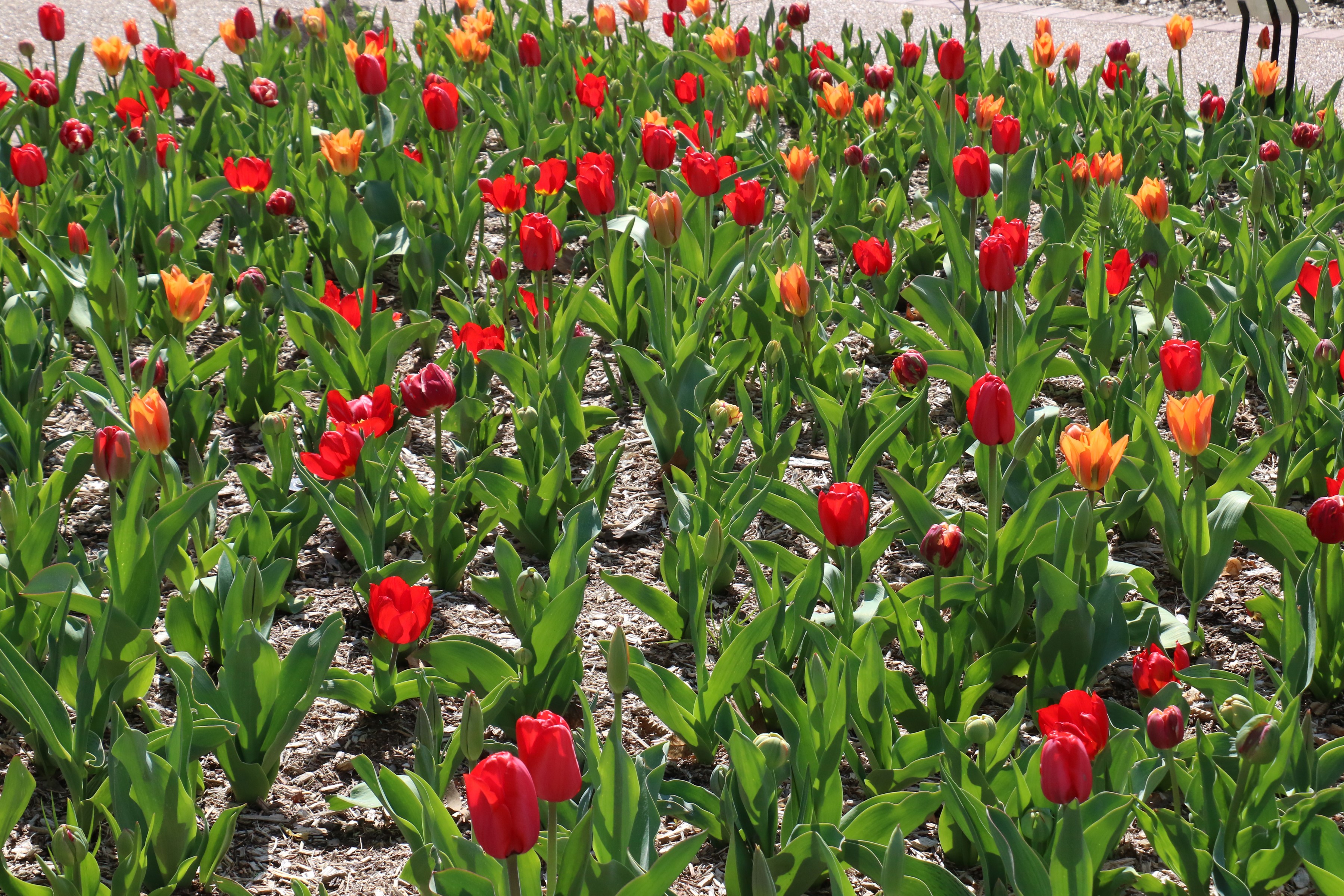 Field of Red and Orange Tulips HD Wallpaper