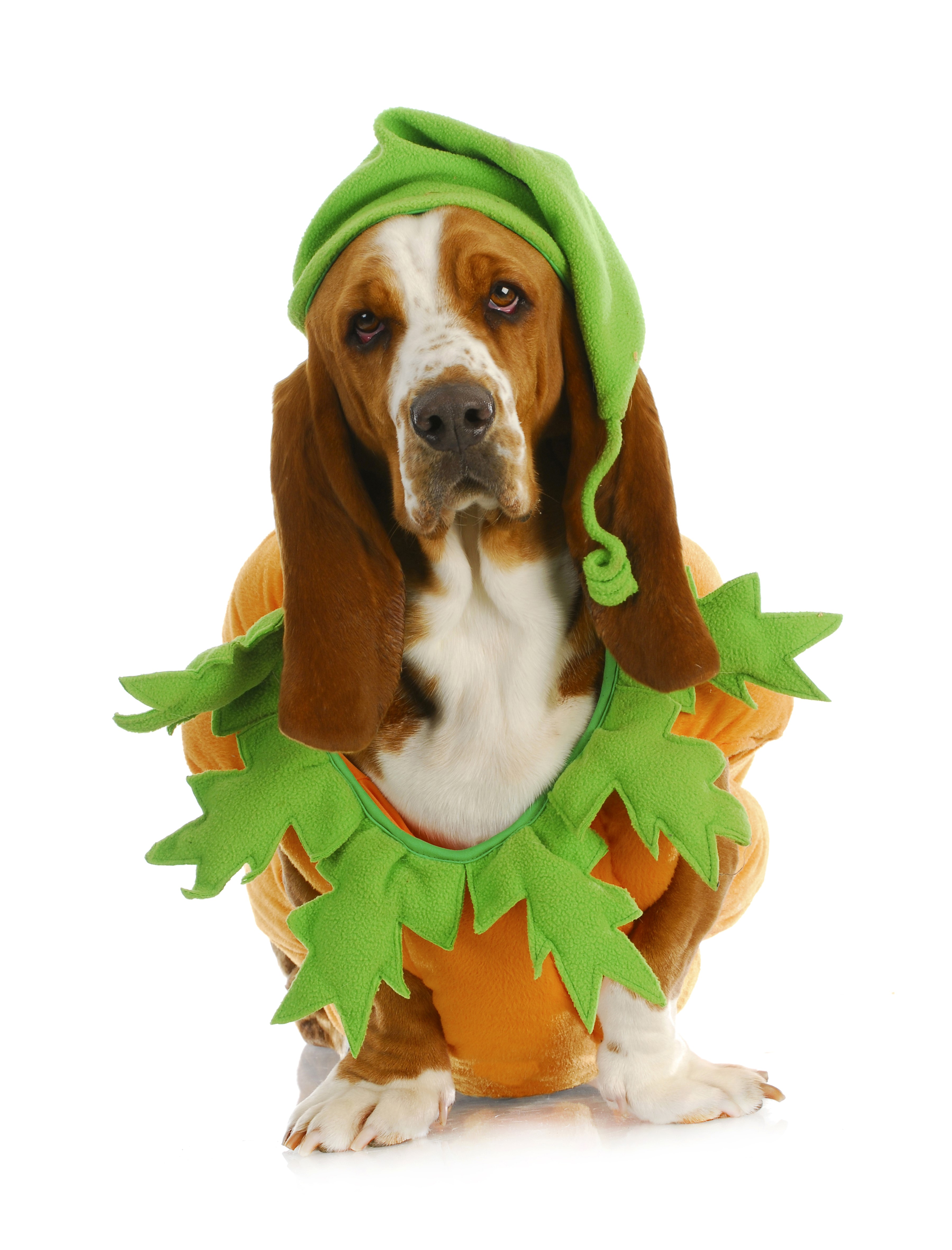 Basset Hound dog in a pumpkin costume HD Phone Wallpaper