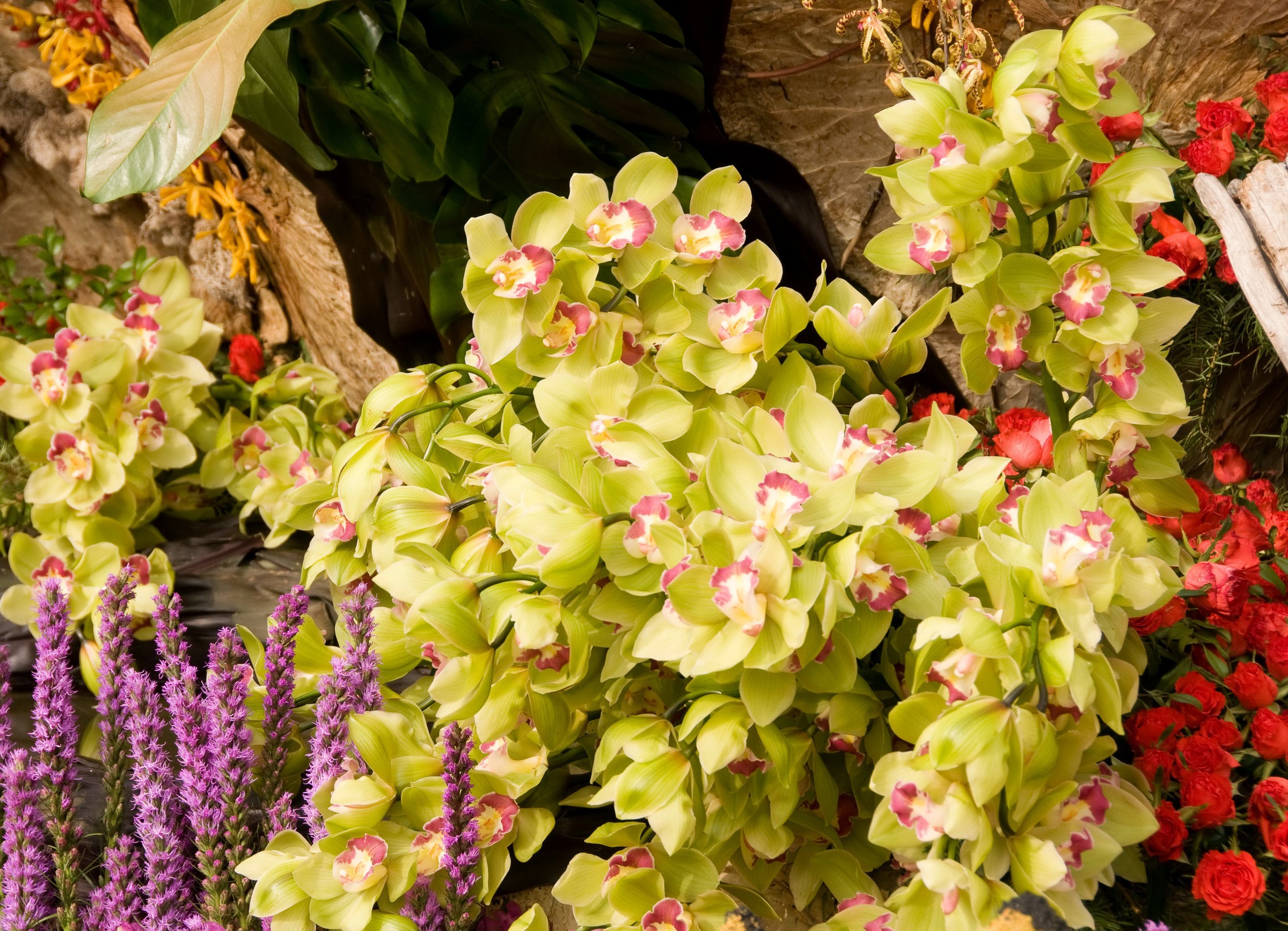 Light green orchids with pink centers and purple flowers HD Wallpaper