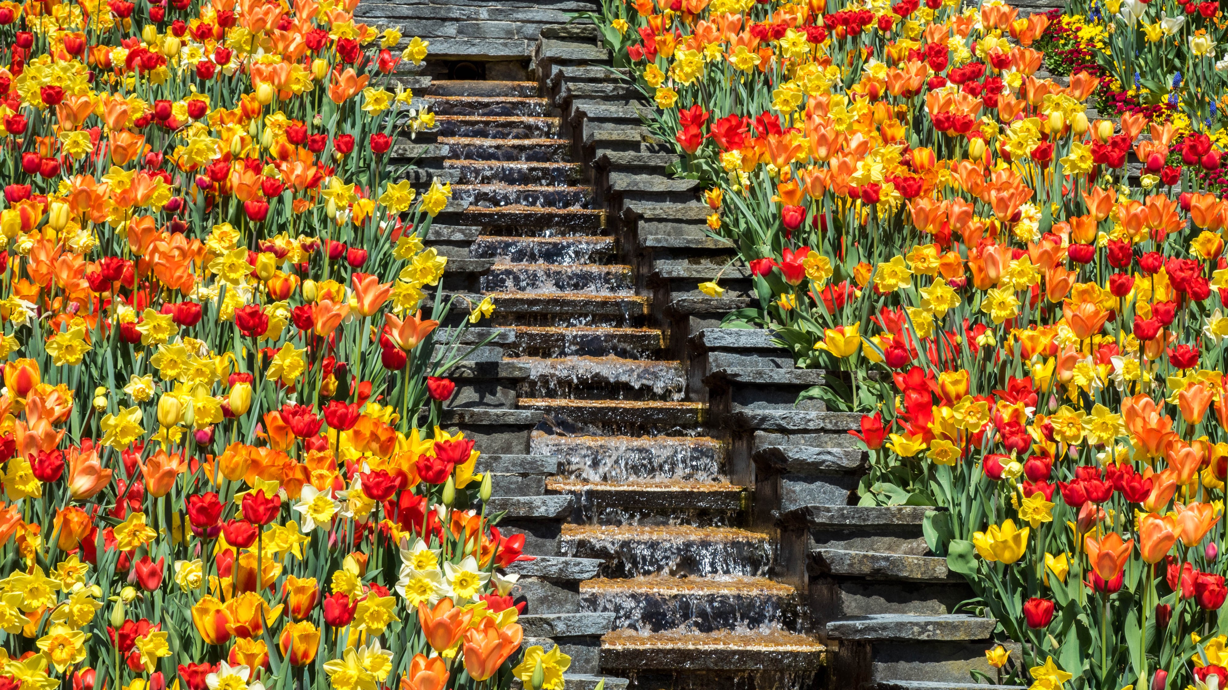 4K Tulips and Daffodils on Mainau Island with Waterfall Stairs HD Wallpaper