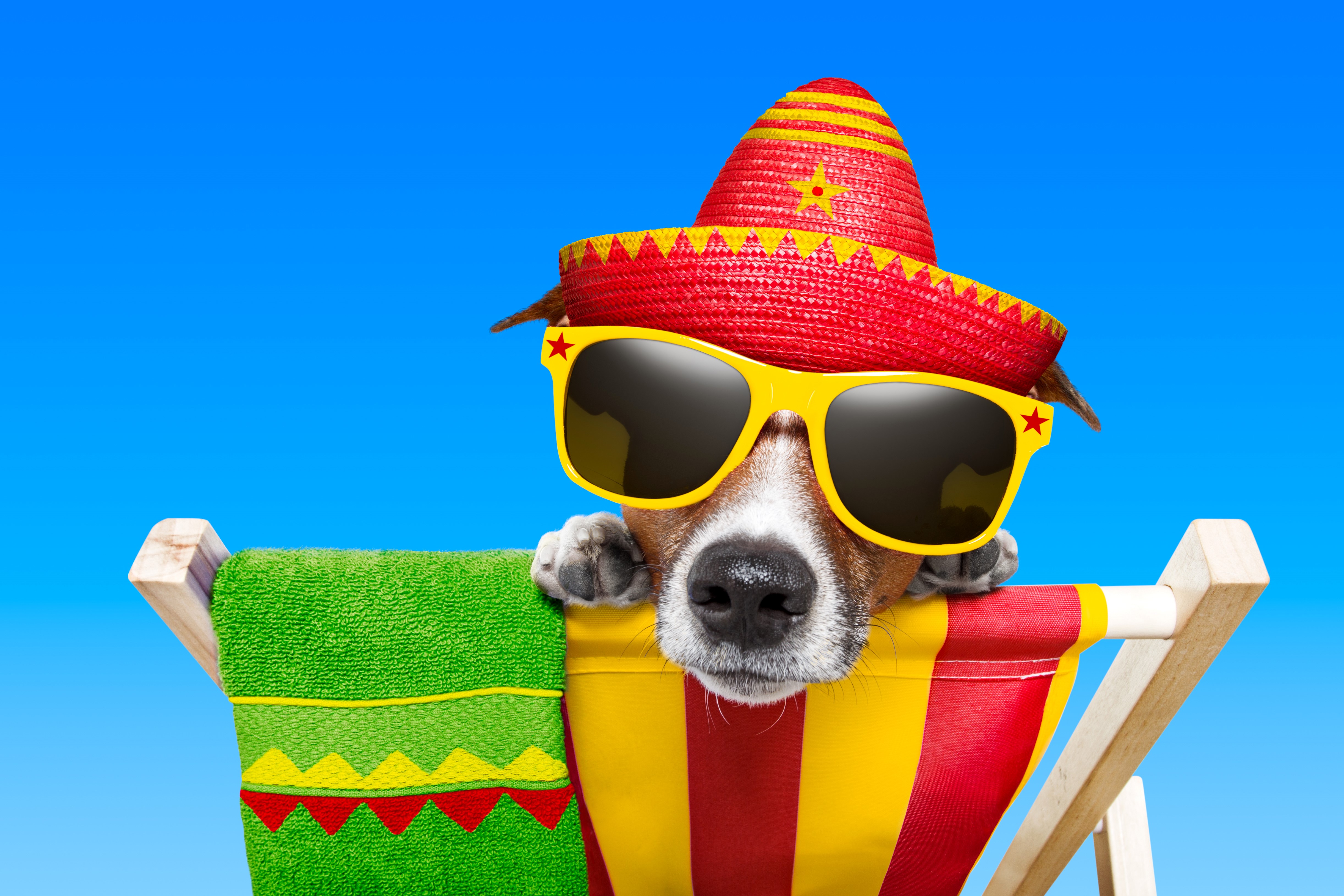 Dog wearing a sombrero and sunglasses on a beach chair HD Wallpaper