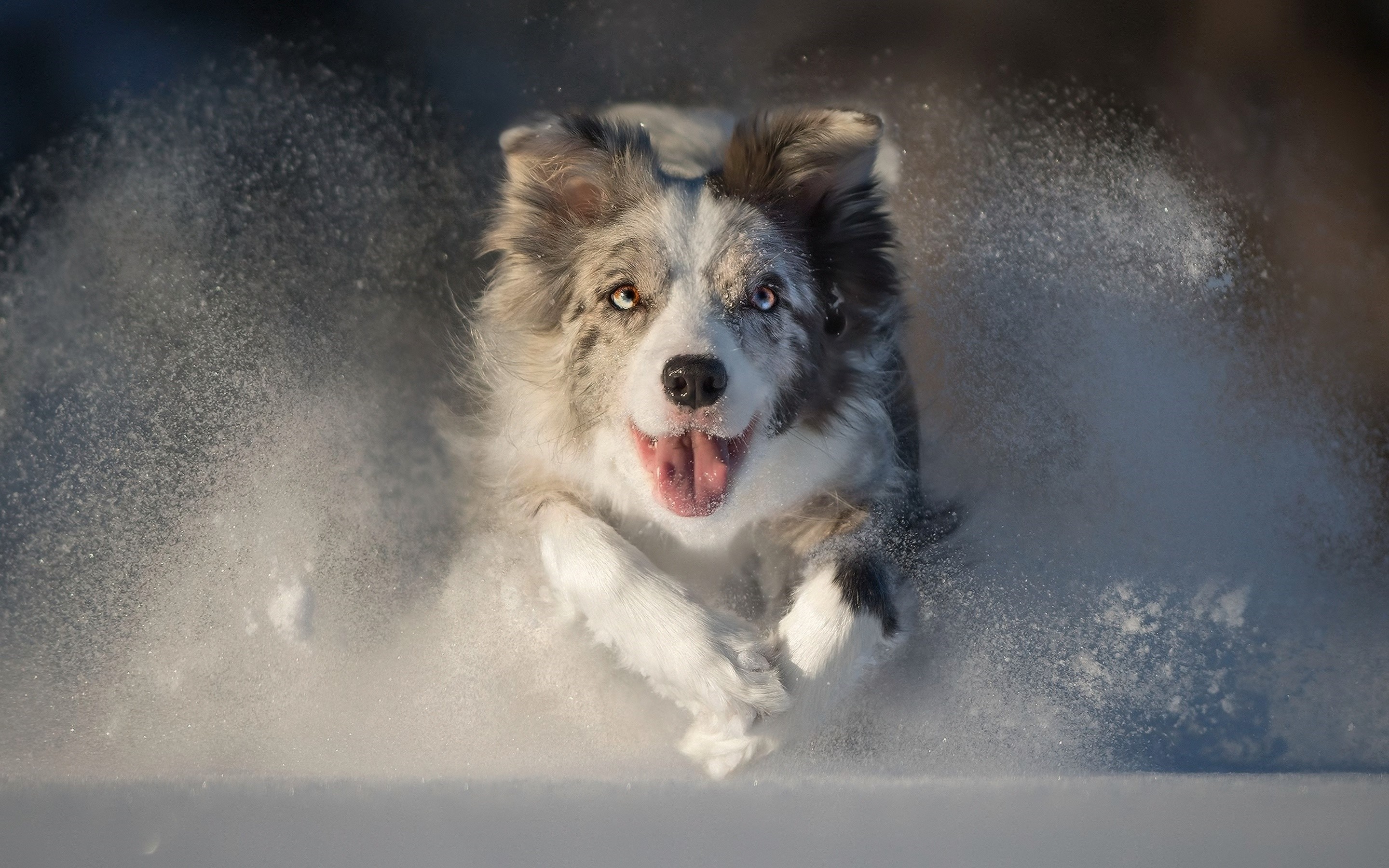 Dog running through snow HD Wallpaper