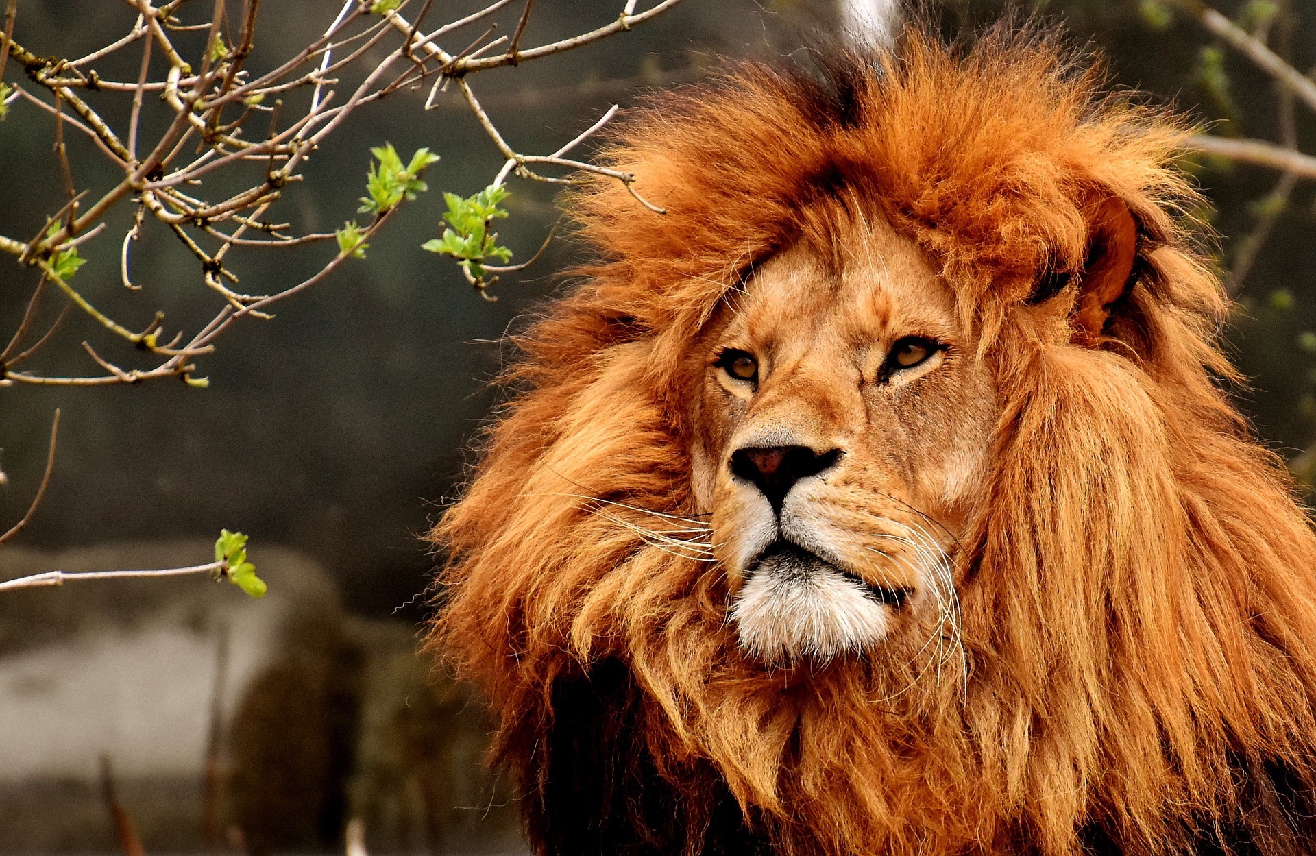 Lion with a mane looking to the side HD Wallpaper