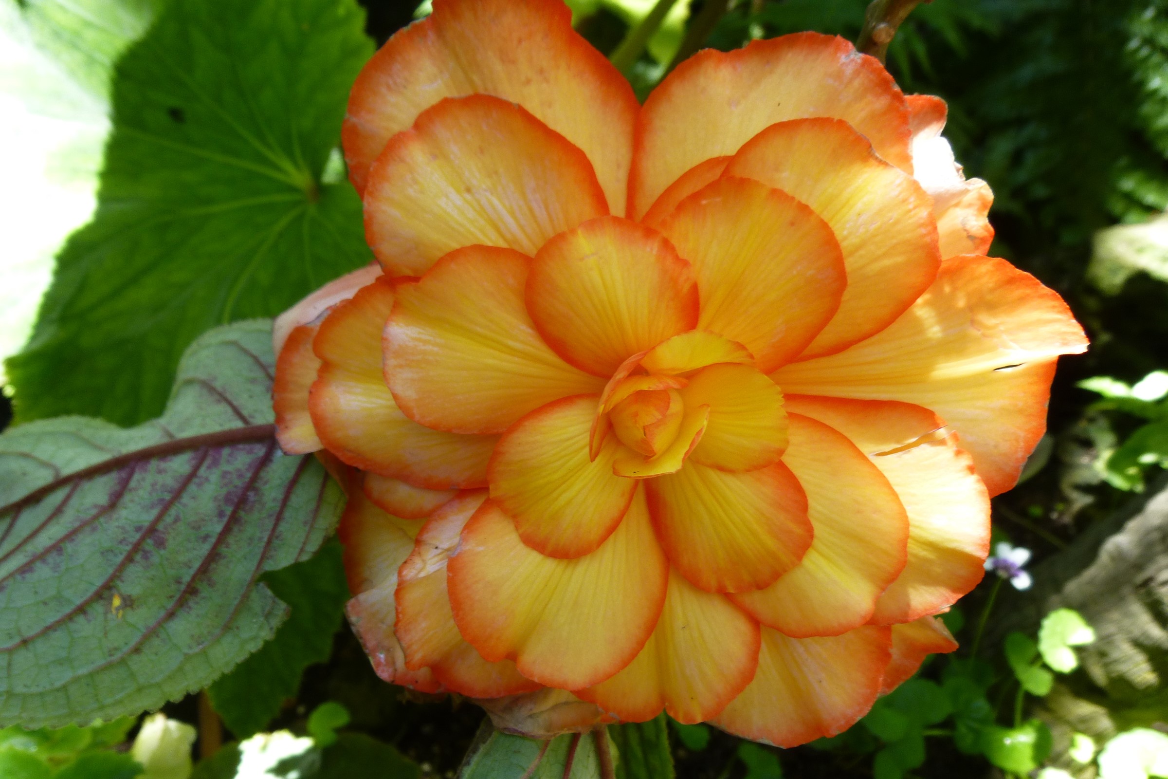 Close-up of a yellow and orange Begonia flower HD Wallpaper